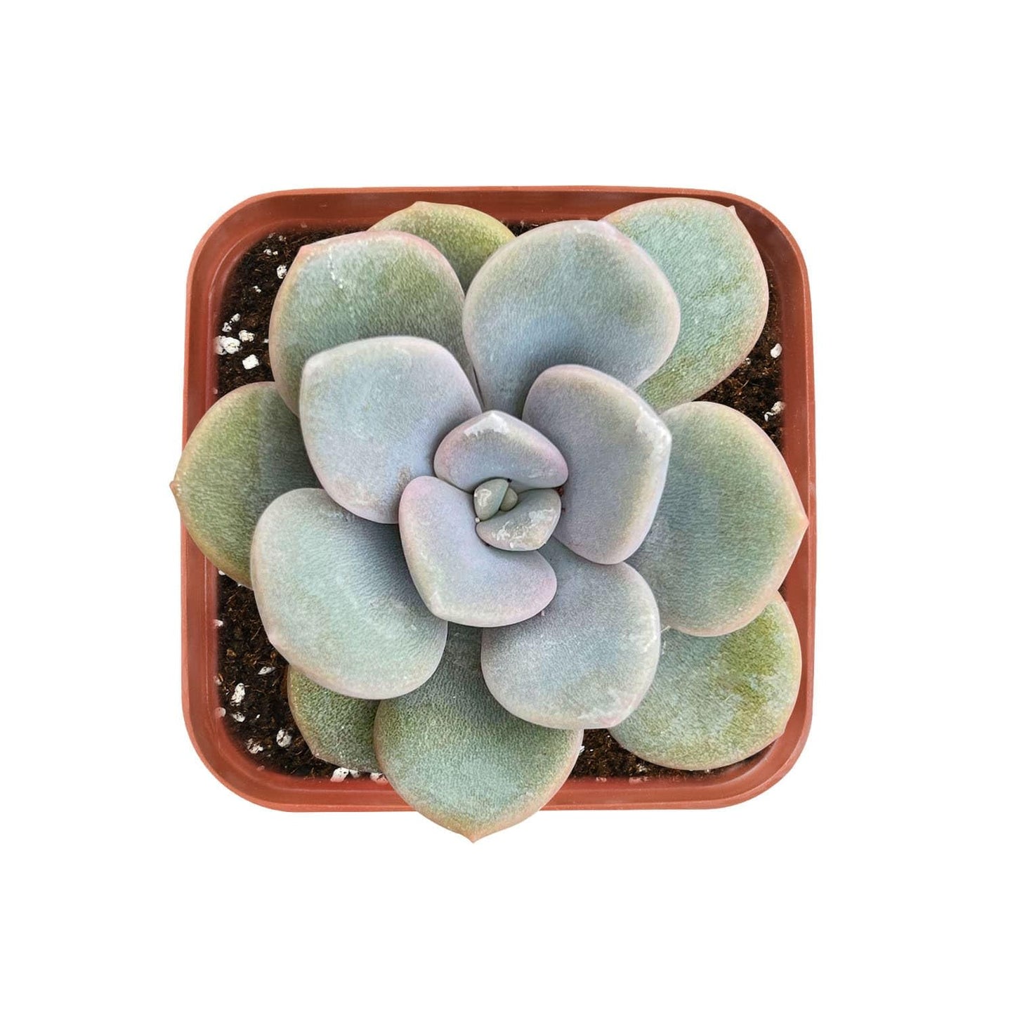 Sprout N Green Echeveria Minima, 1 Live Mini Succulent Plant Fully Rooted in 2 inch Starter Pot, Real House Plant for Indoor Outdoor Home Office Wedding Decoration Party Favor