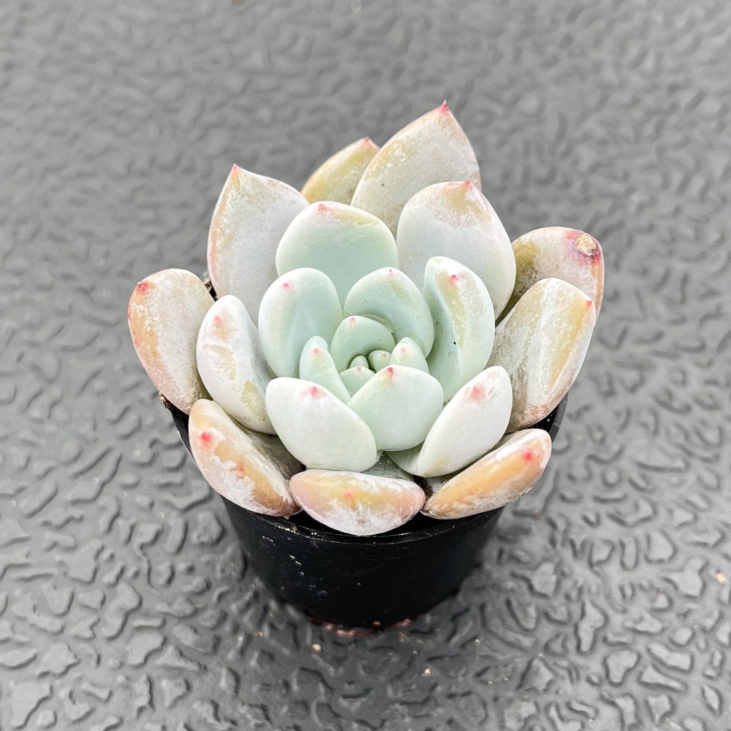 Sprout N Green Echeveria Minima, 1 Live Mini Succulent Plant Fully Rooted in 2 inch Starter Pot, Real House Plant for Indoor Outdoor Home Office Wedding Decoration Party Favor