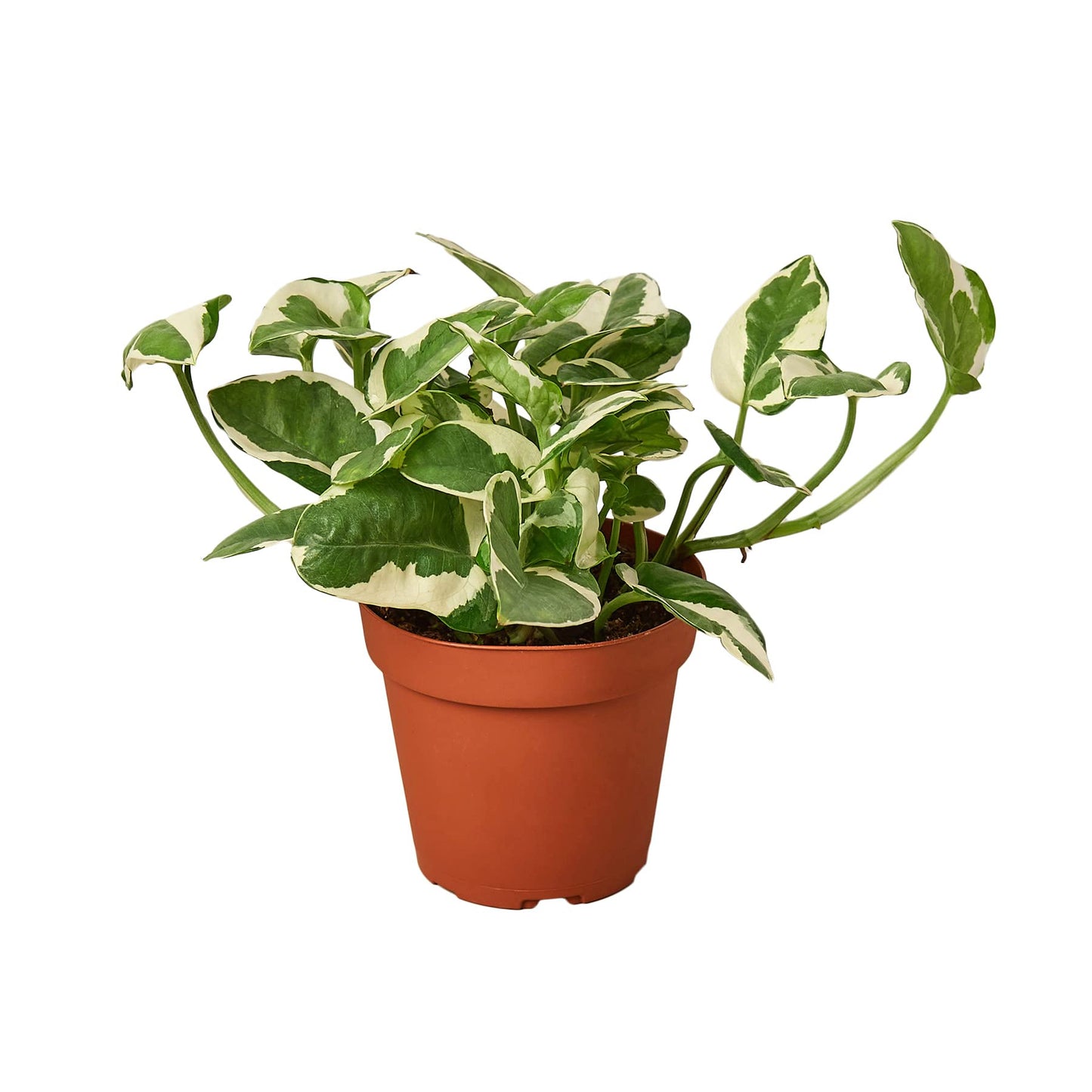 Pothos