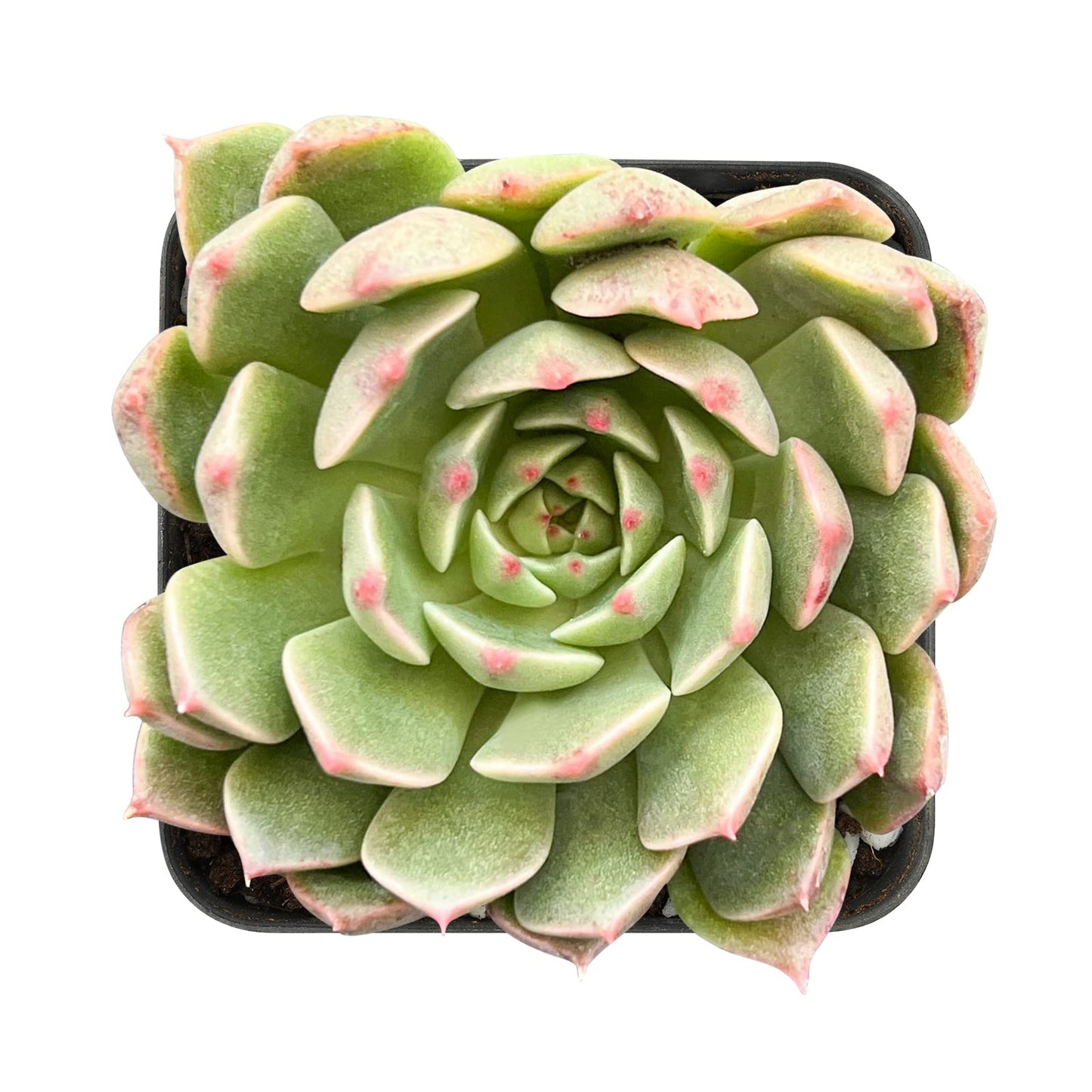 Sprout N Green Echeveria Minima, 1 Live Mini Succulent Plant Fully Rooted in 2 inch Starter Pot, Real House Plant for Indoor Outdoor Home Office Wedding Decoration Party Favor