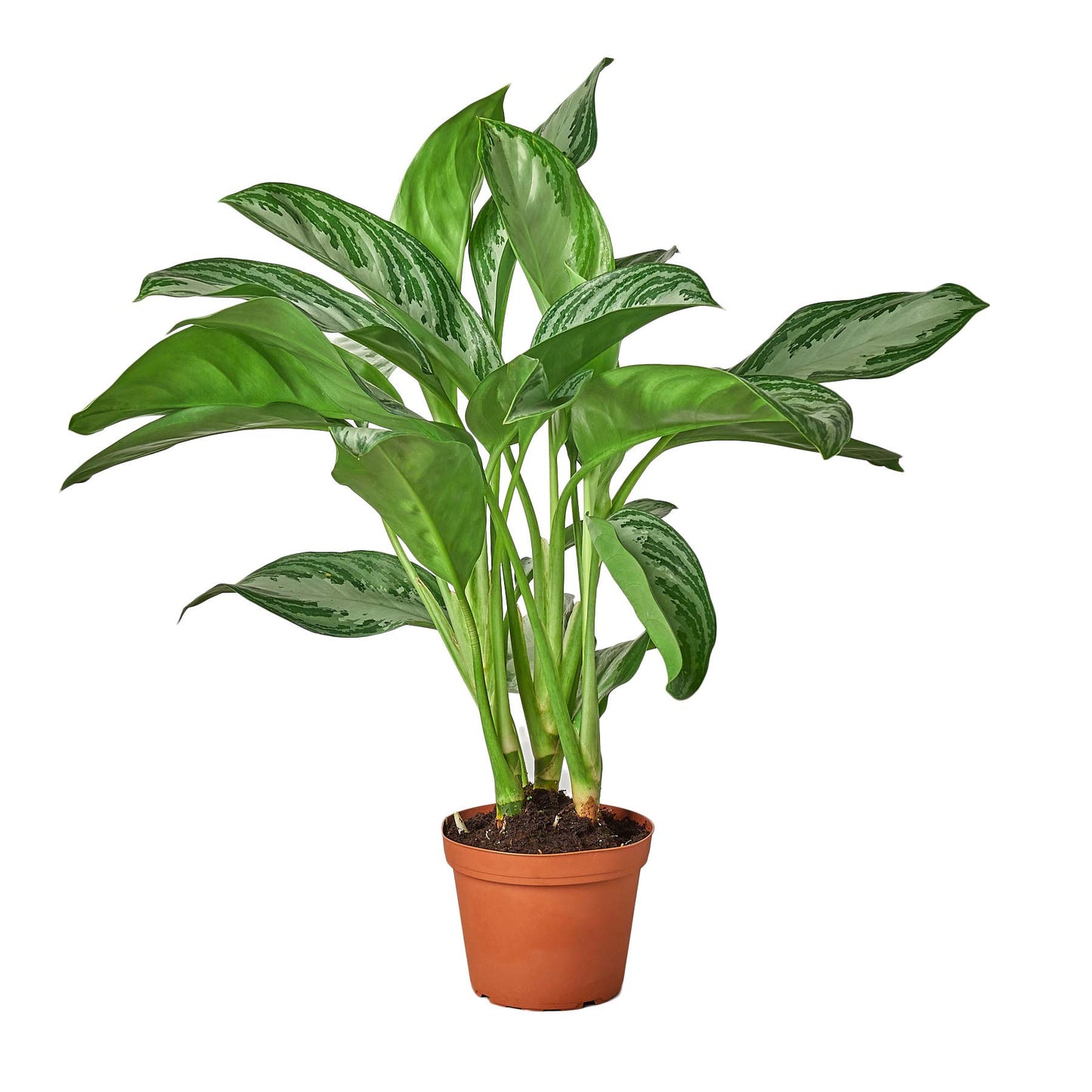 Aglaonemas (Chinese Evergreen)