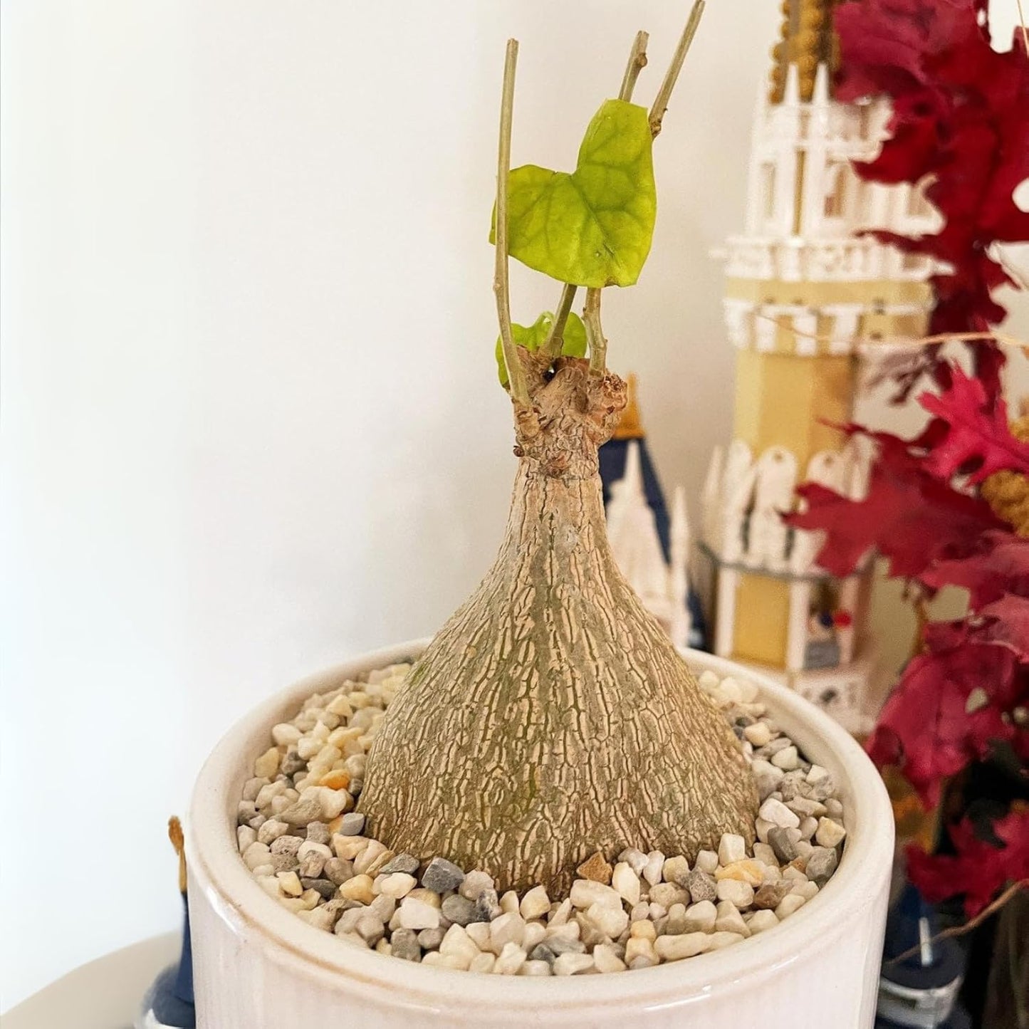 Live Gerrardanthus Macrorhizus – Rare Succulent Caudex Plant