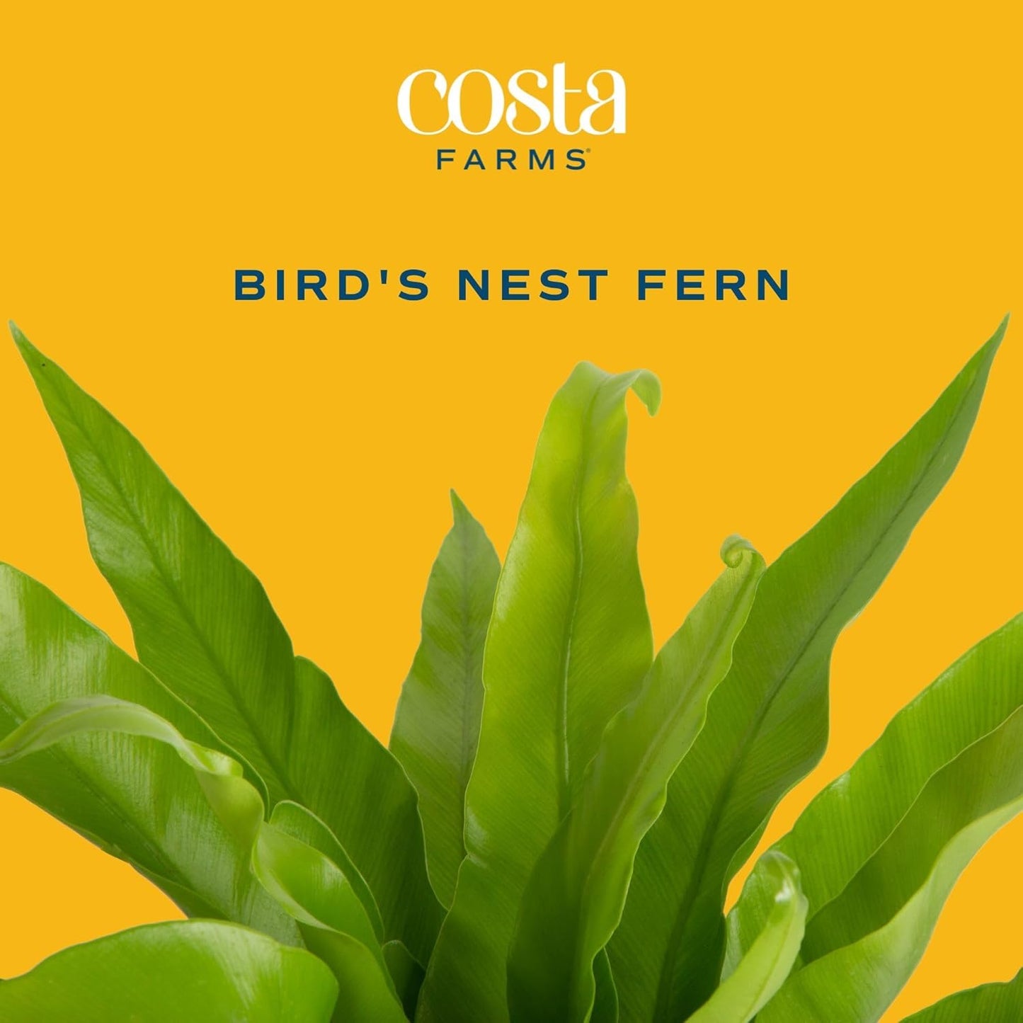 Bird's Nest Fern in Planter