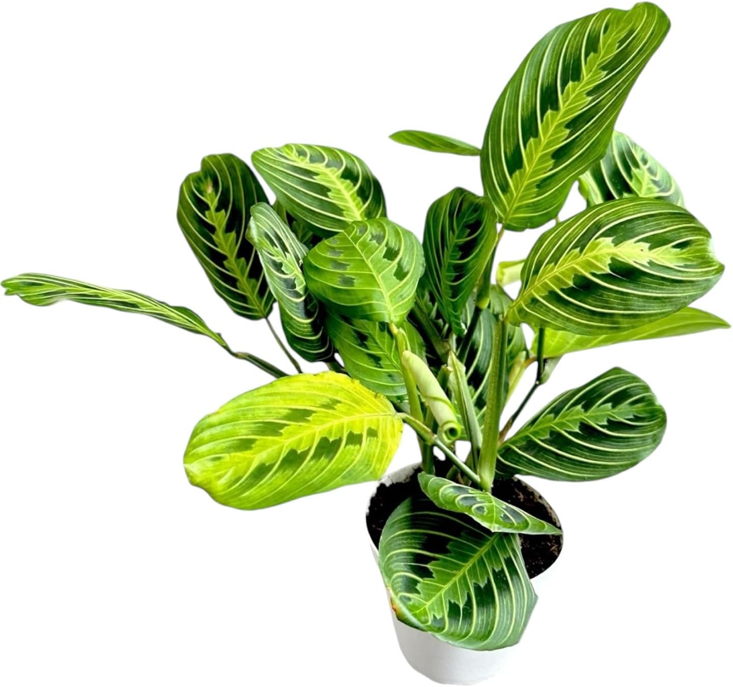 Lemon Lime Prayer Plant Maranta