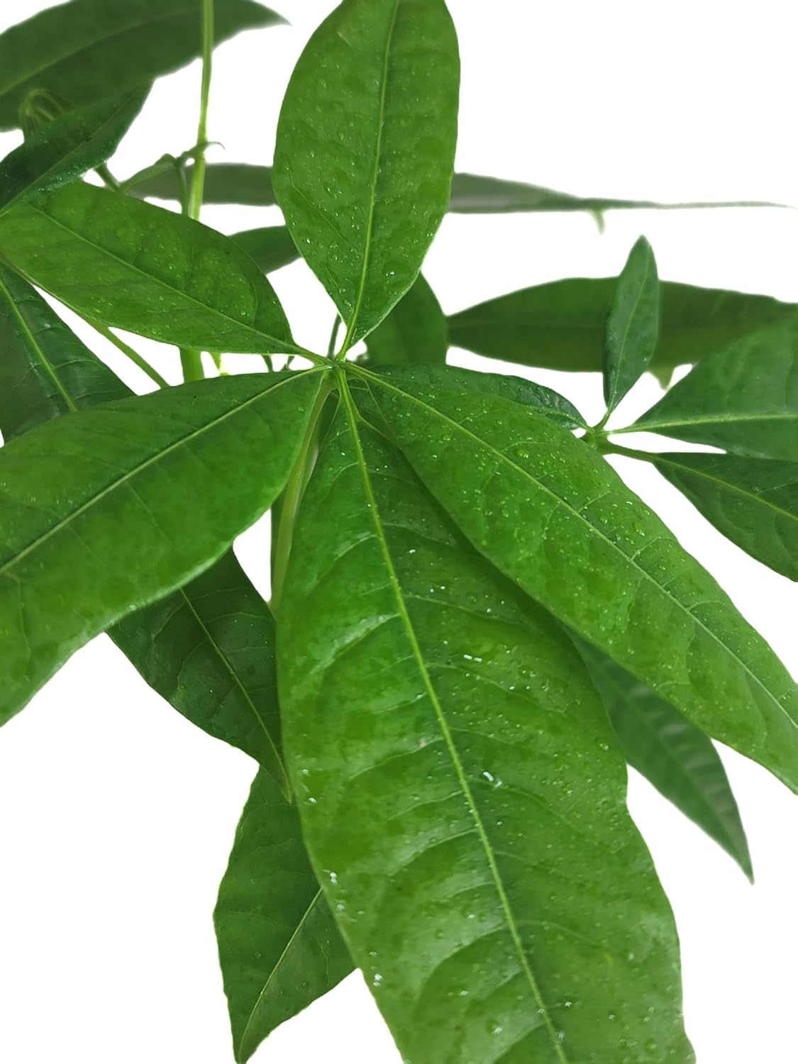 Chinese Money Tree Live Plant