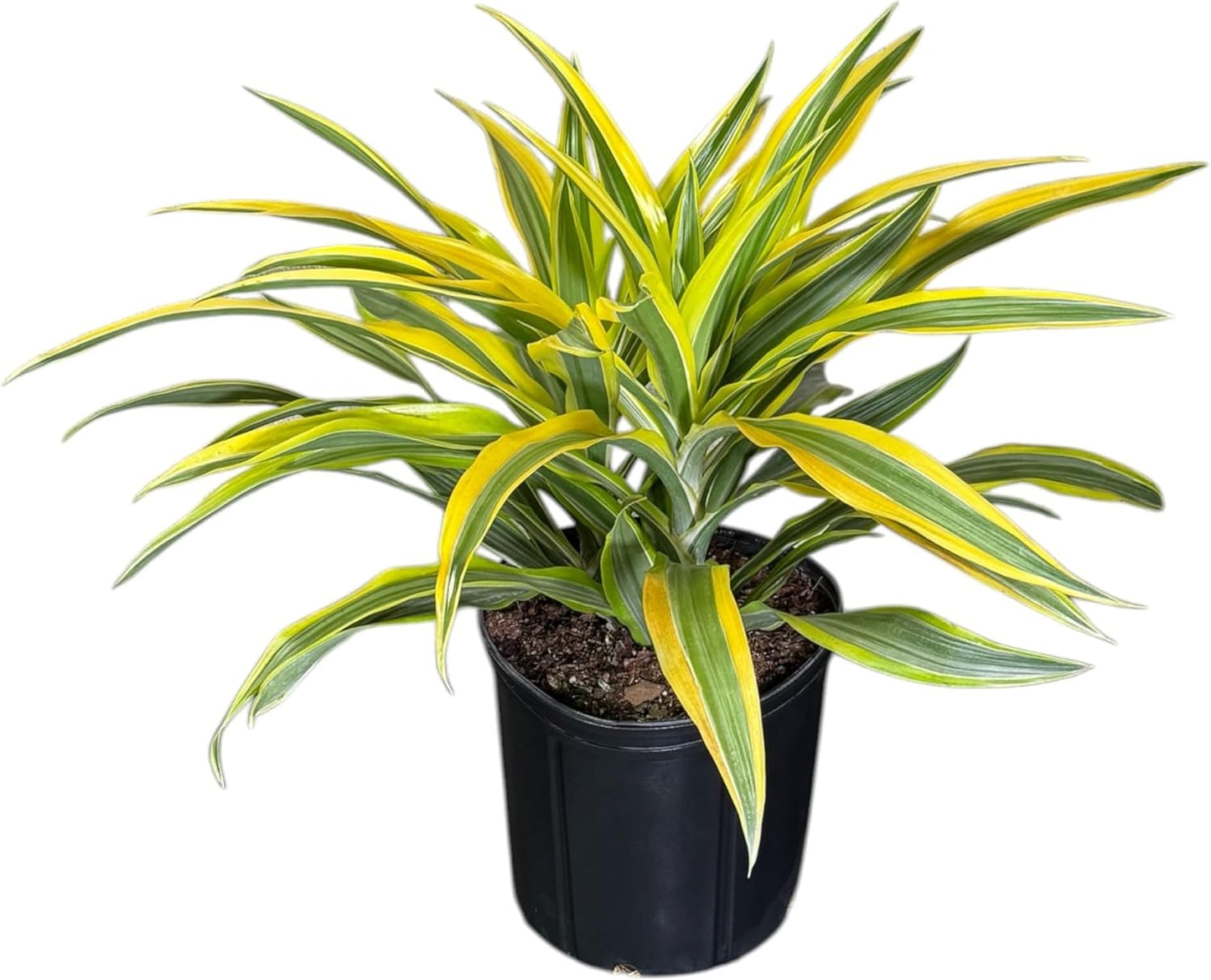Dracaena Lemon Lime Live Plant, Indoor/Outdoor, 10-inch Grower Pot