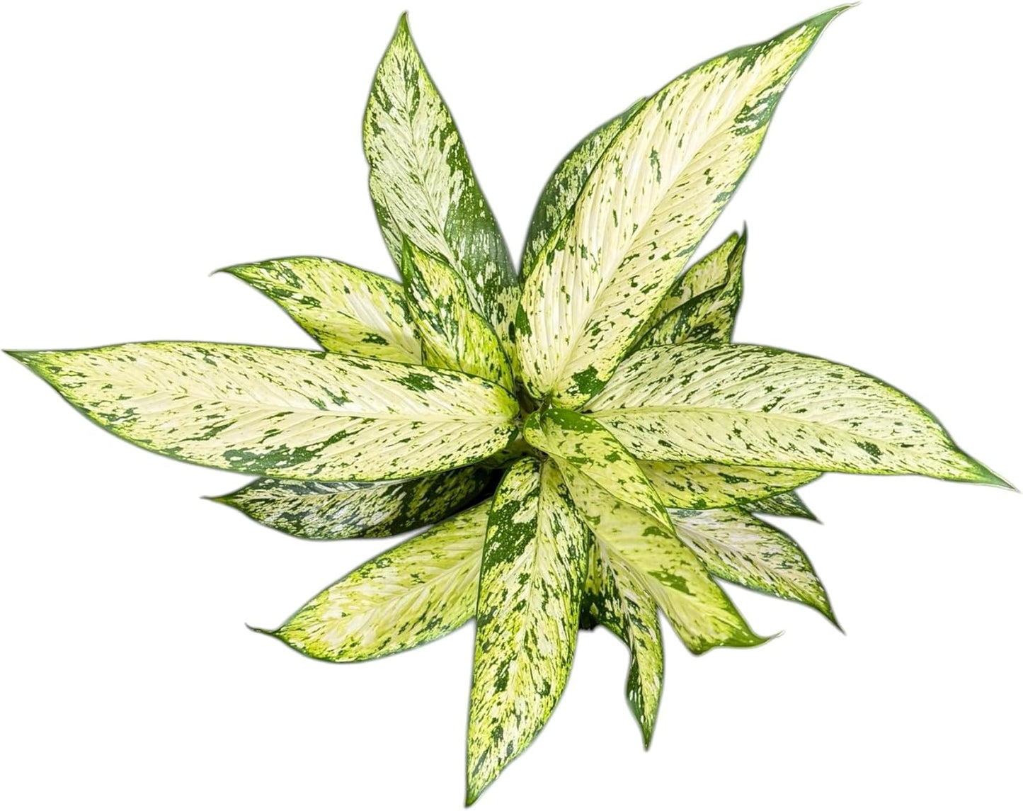 Dieffenbachia Starbright Live Plant, Indoor/Outdoor, 10-inch Pot, Yellow and Green