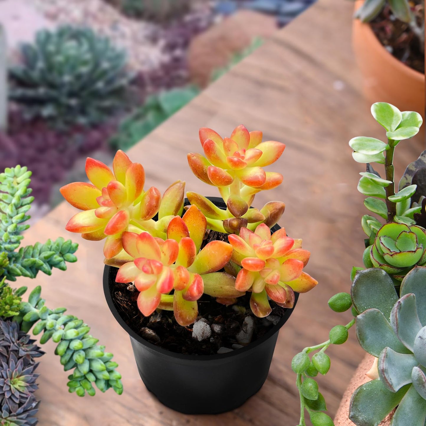 Lithops & Succulent Collection