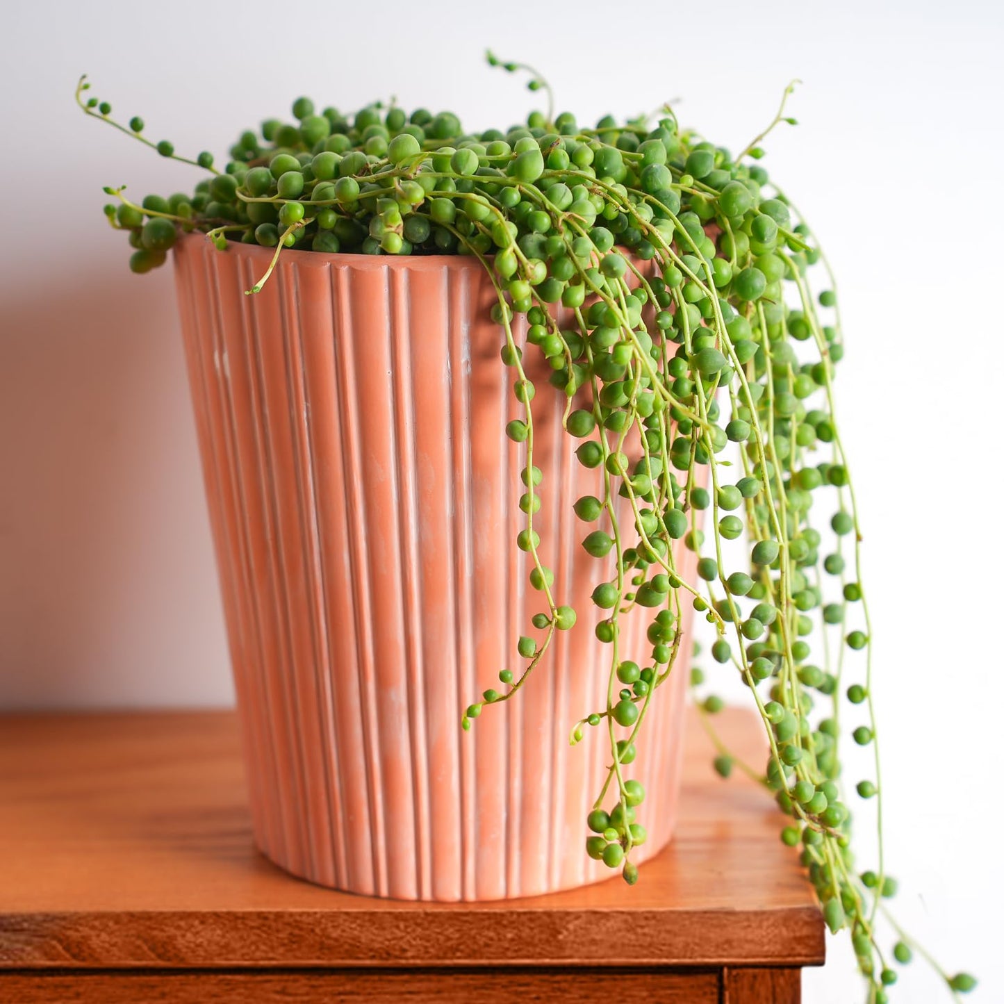 4" Trailing Succulents