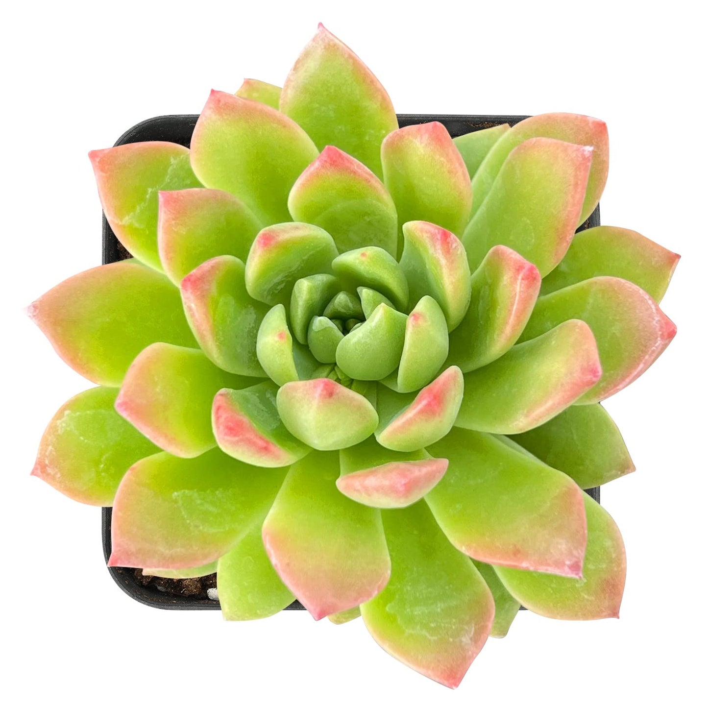 Sprout N Green Echeveria Minima, 1 Live Mini Succulent Plant Fully Rooted in 2 inch Starter Pot, Real House Plant for Indoor Outdoor Home Office Wedding Decoration Party Favor