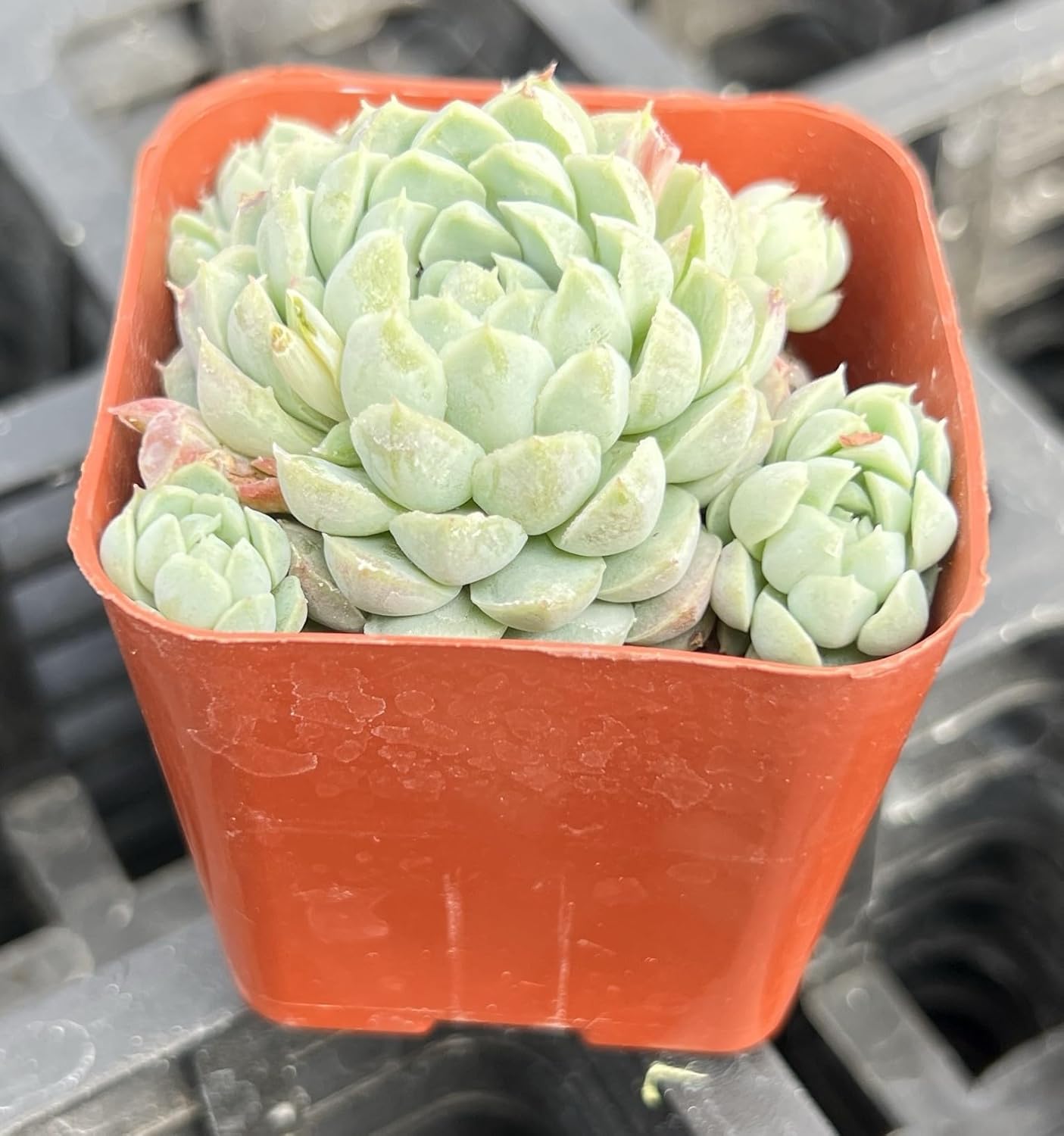 Sprout N Green Echeveria Minima, 1 Live Mini Succulent Plant Fully Rooted in 2 inch Starter Pot, Real House Plant for Indoor Outdoor Home Office Wedding Decoration Party Favor