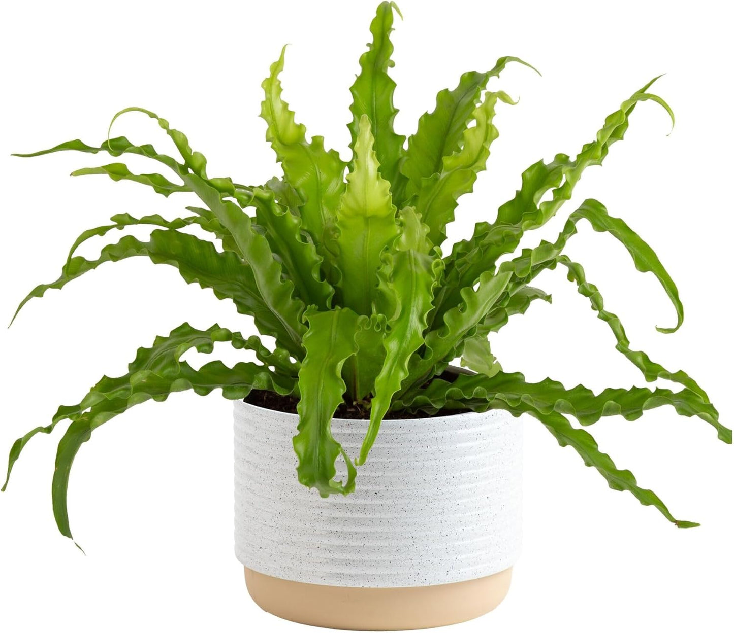 Bird's Nest Fern in Planter