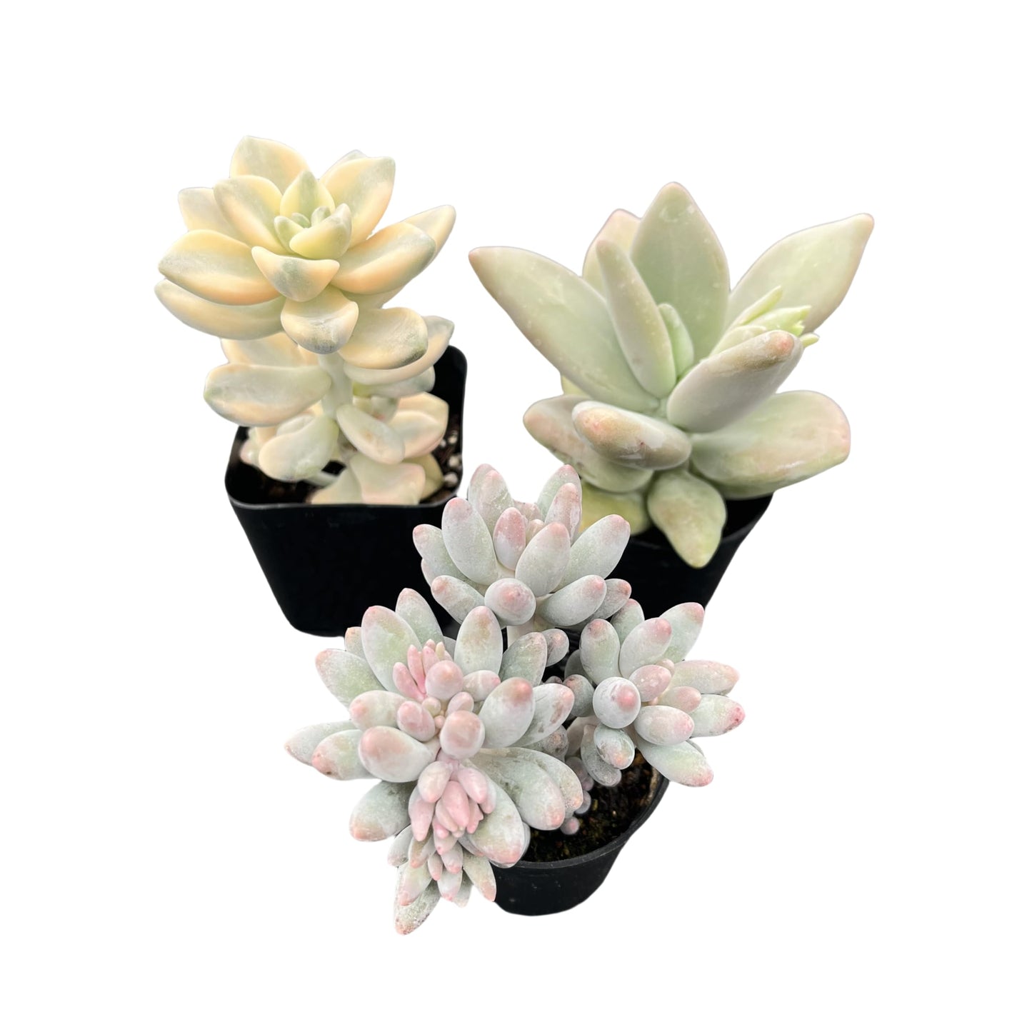 Lithops & Succulent Collection
