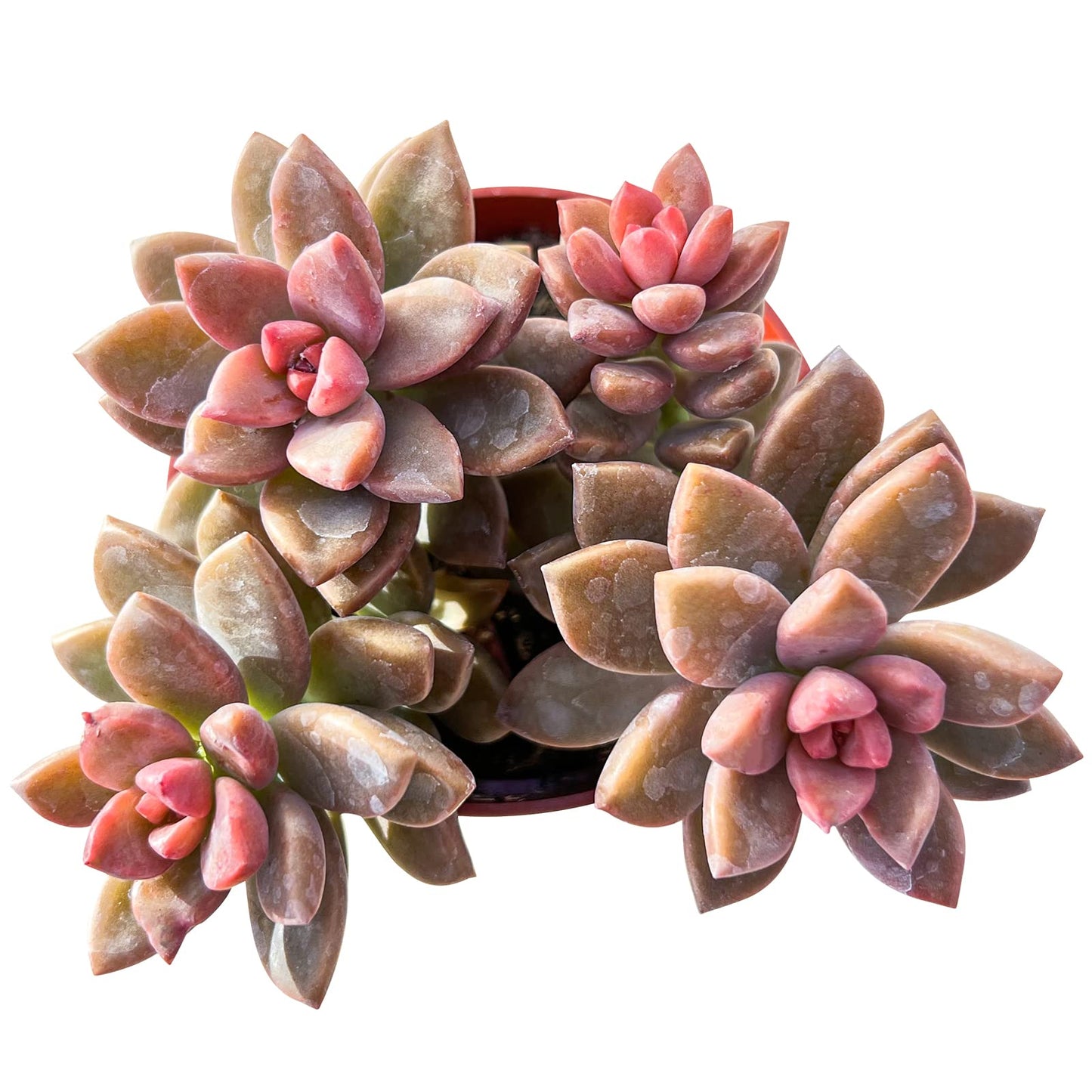 4" Trailing Succulents