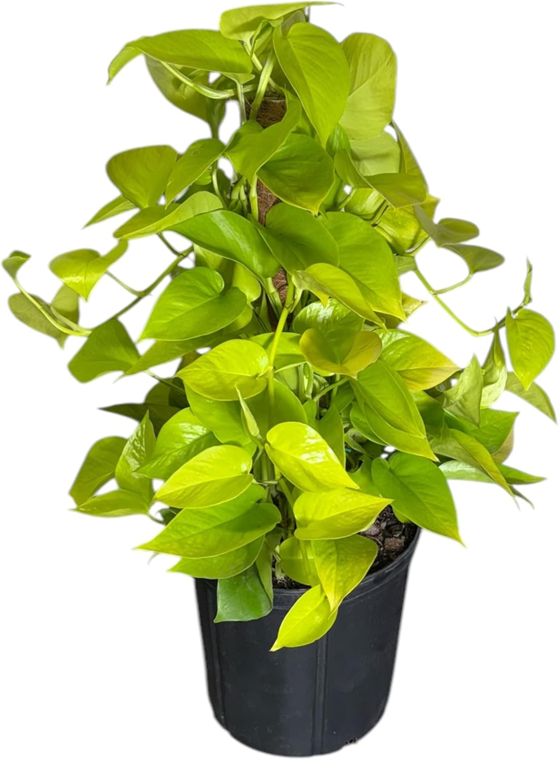 Neon Pothos Totem Live Plant, Indoor/Outdoor, 10-inch Grower Pot