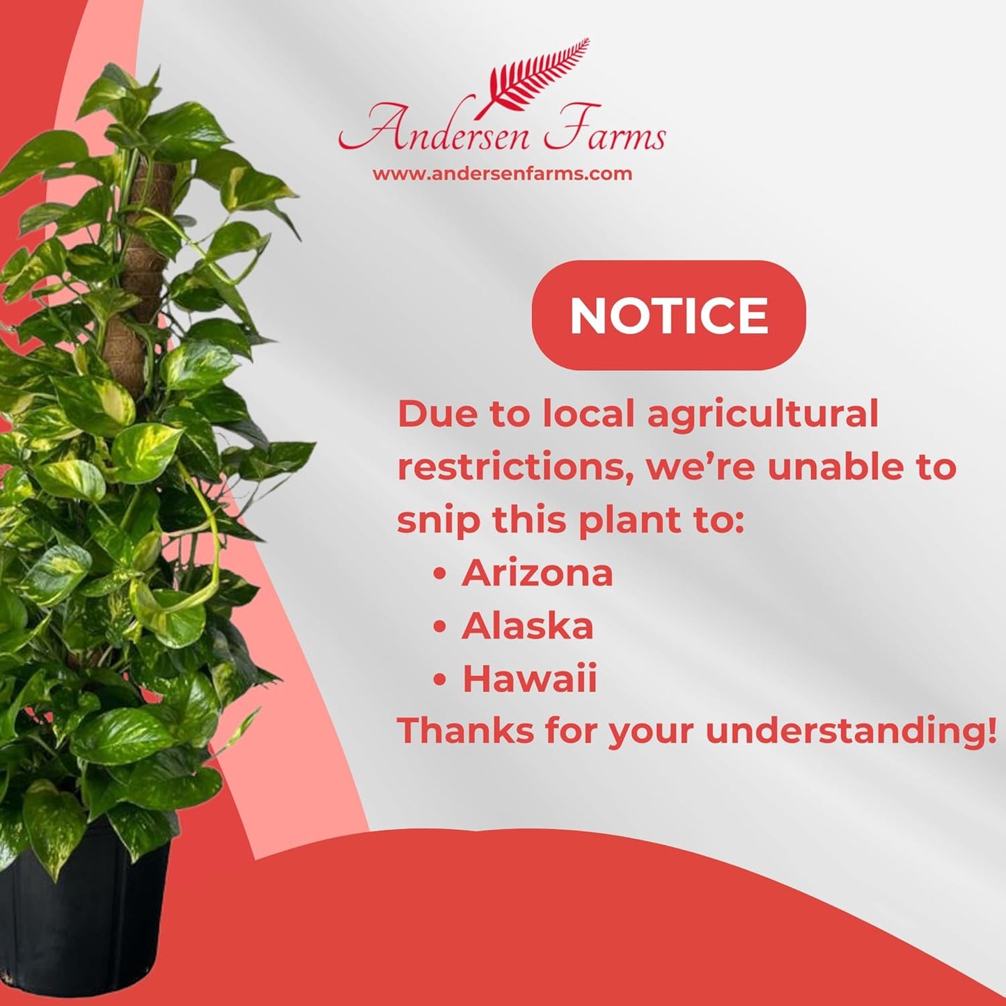 Golden Pothos Totem Live Plant - 10-inch Grower Pot, Indoor/Outdoor