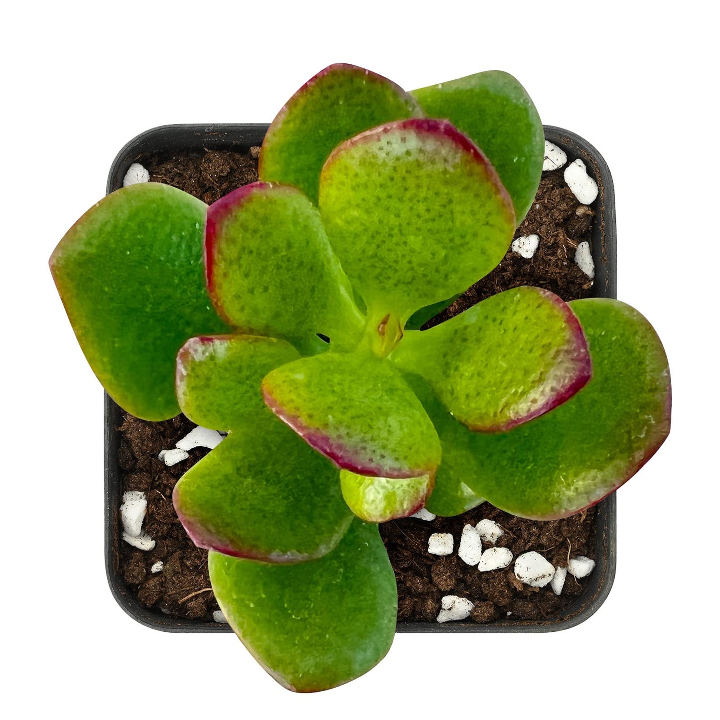 Lithops & Succulent Collection