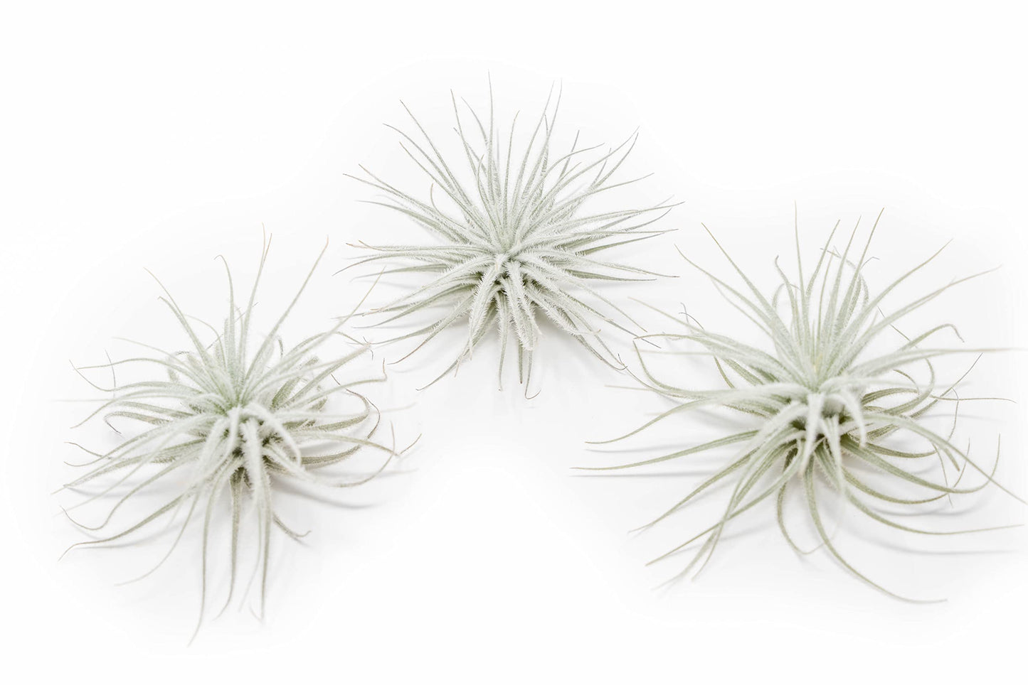 Jumbo Tectorum Ecuador Air Plant