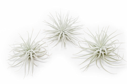 Jumbo Tectorum Ecuador Air Plant