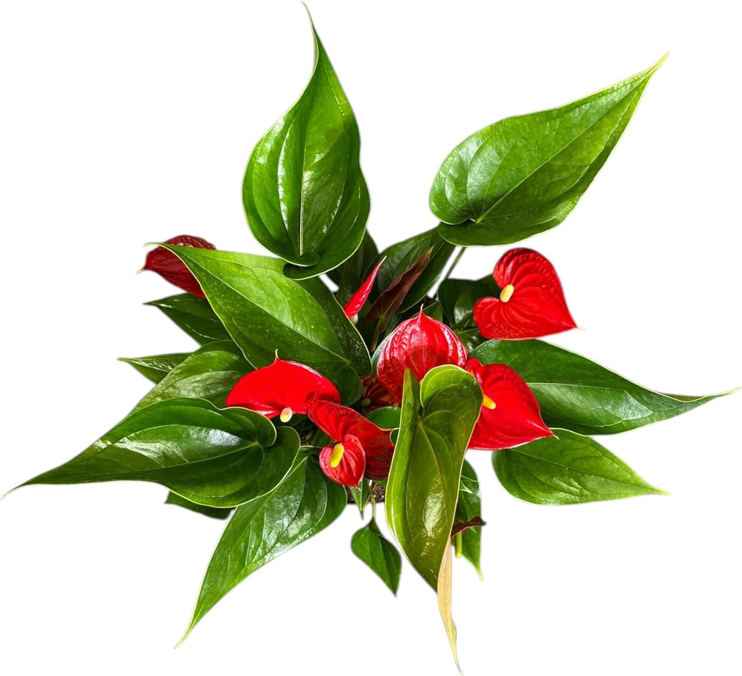 Anthurium Melanie Red Live Plant, Indoor/Outdoor, 10-inch Grower Pot, 28 inches Tall