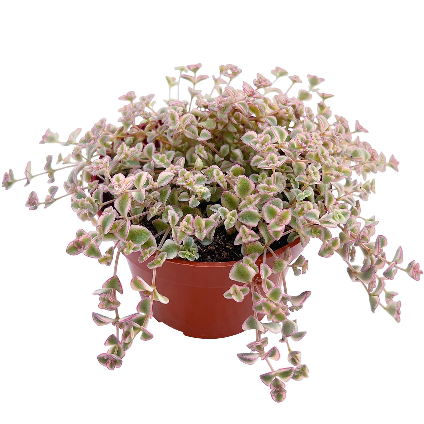 4" Trailing Succulents