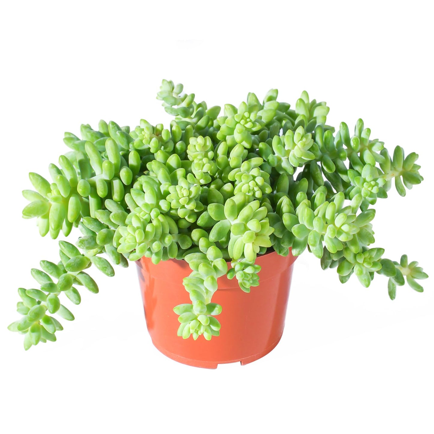 4" Trailing Succulents