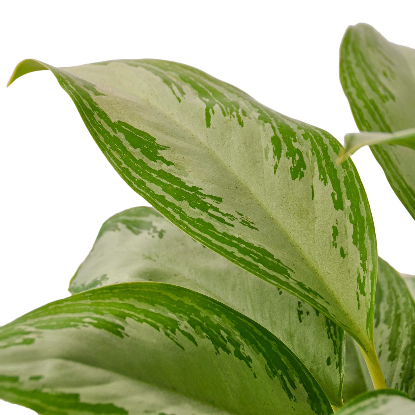 Aglaonemas (Chinese Evergreen)