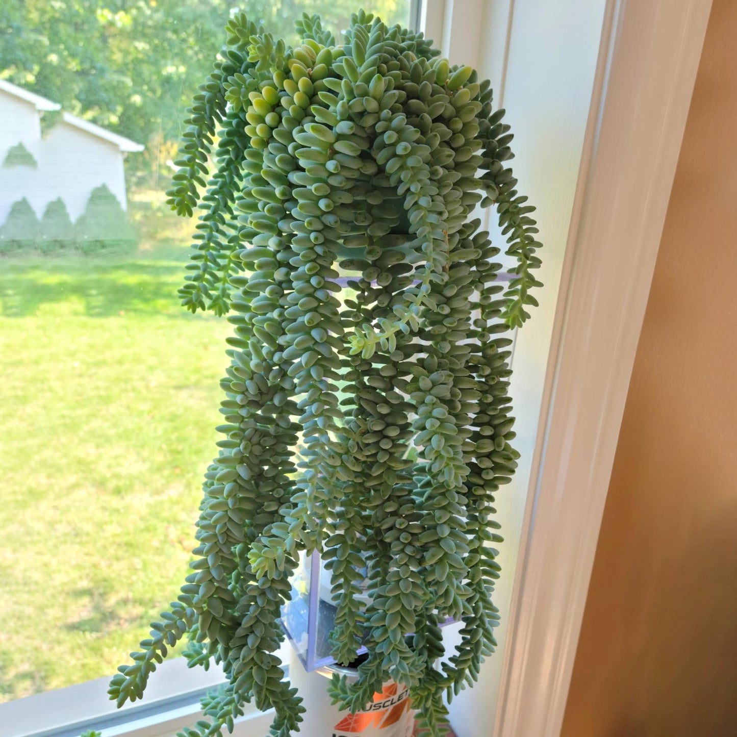 4" Trailing Succulents