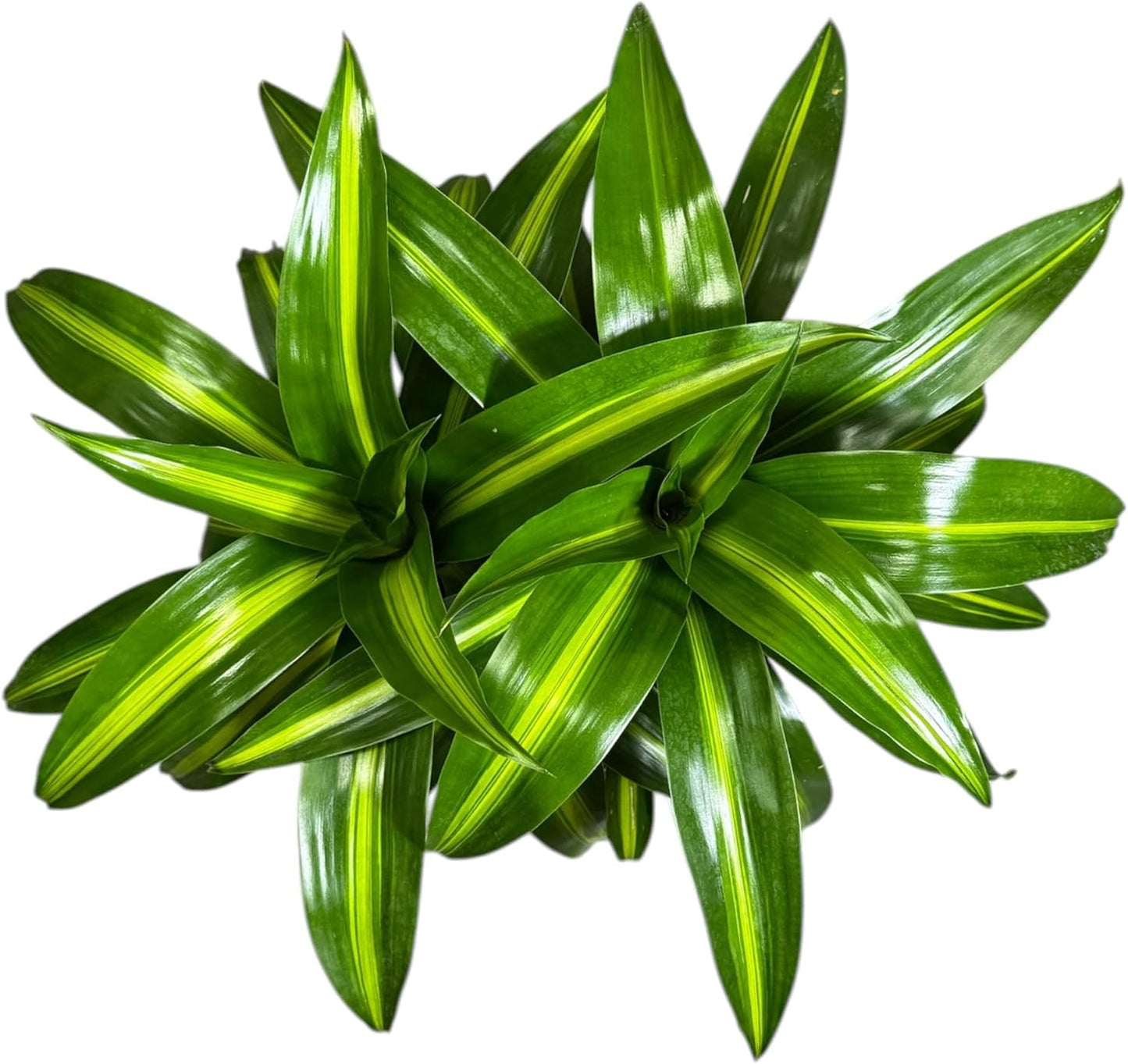 Dracaena Hawaiian Sunshine Live Plant, Indoor/Outdoor, 10-inch Grower Pot