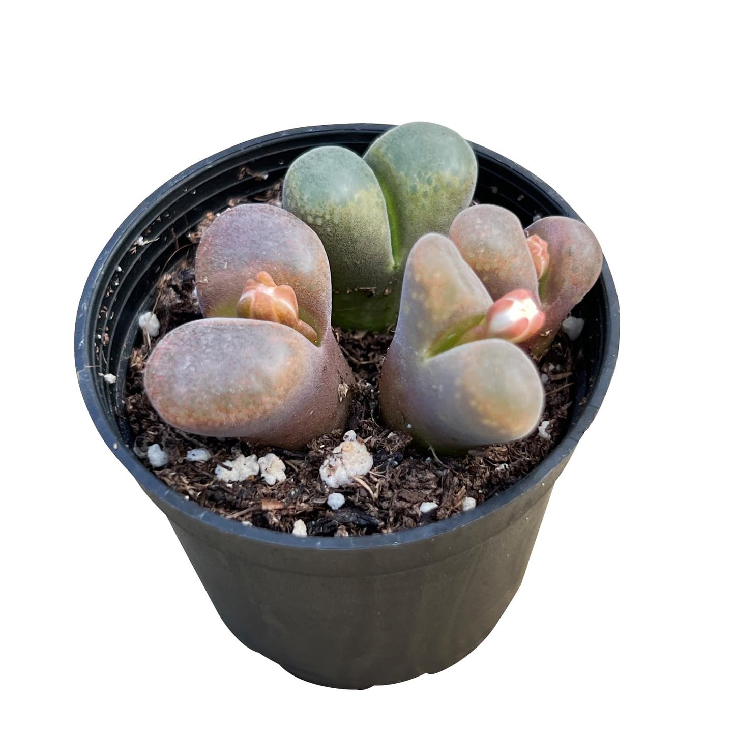 Lithops & Succulent Collection