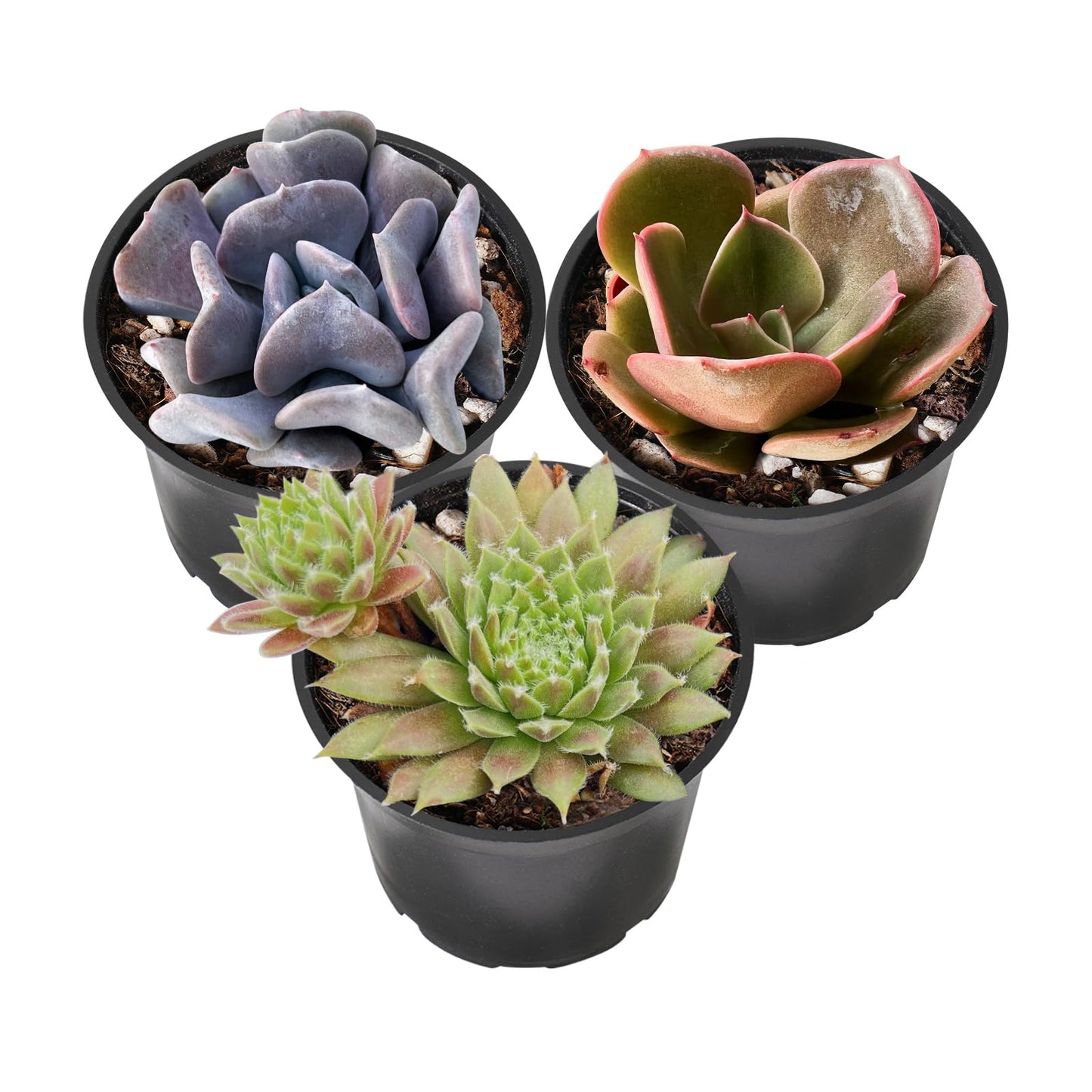 Lithops & Succulent Collection