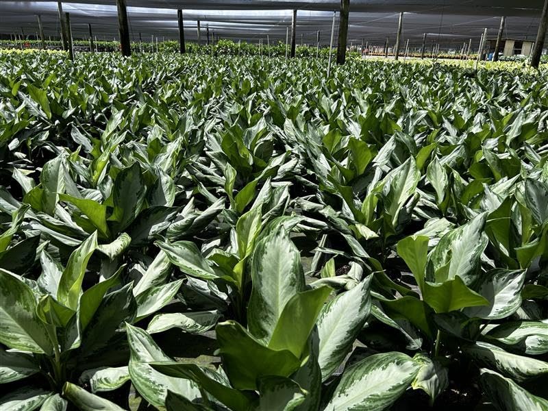 Aglaonema Silver Bay Live Plant Indoor/Outdoor in 10 in Grower Pot