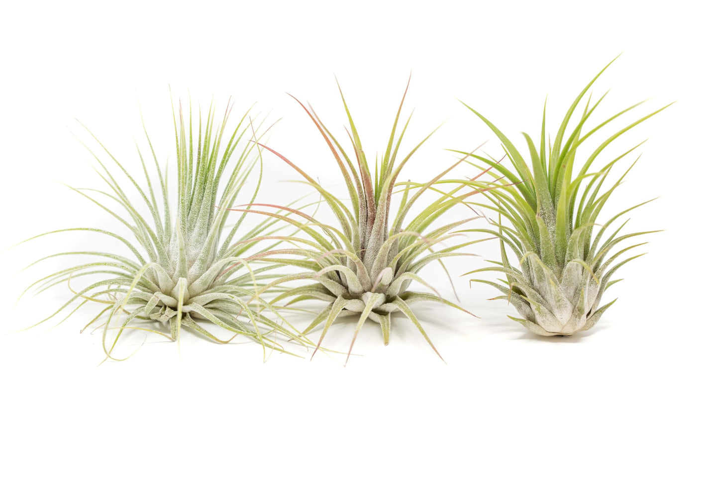 Air Plants - 5 Pack XL Tillandsia Ionantha Guatemala