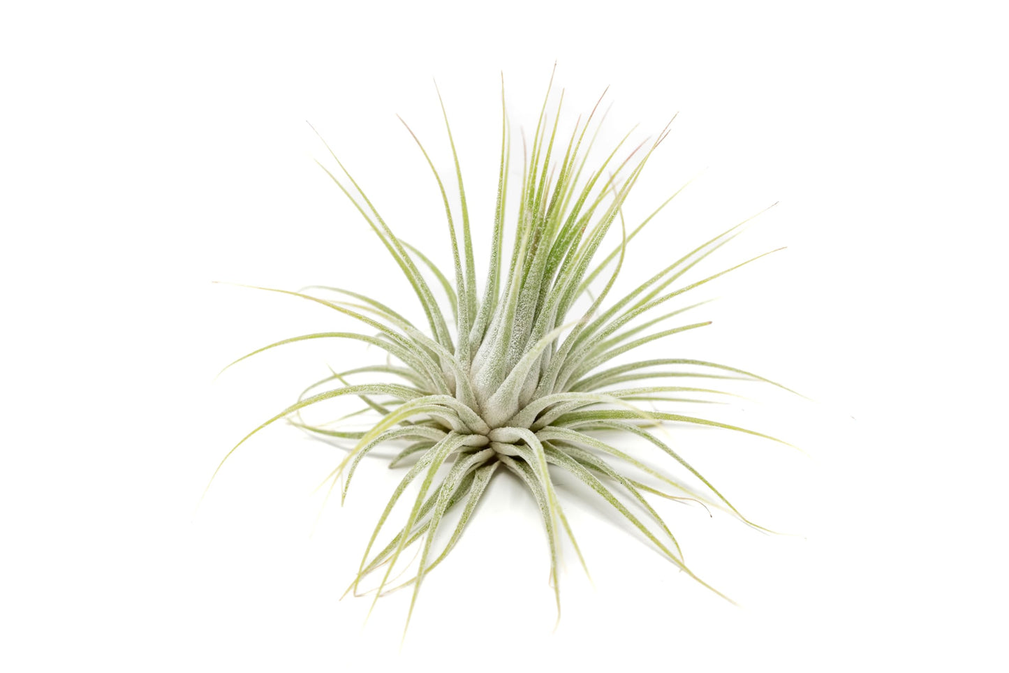 Air Plants - 5 Pack XL Tillandsia Ionantha Guatemala
