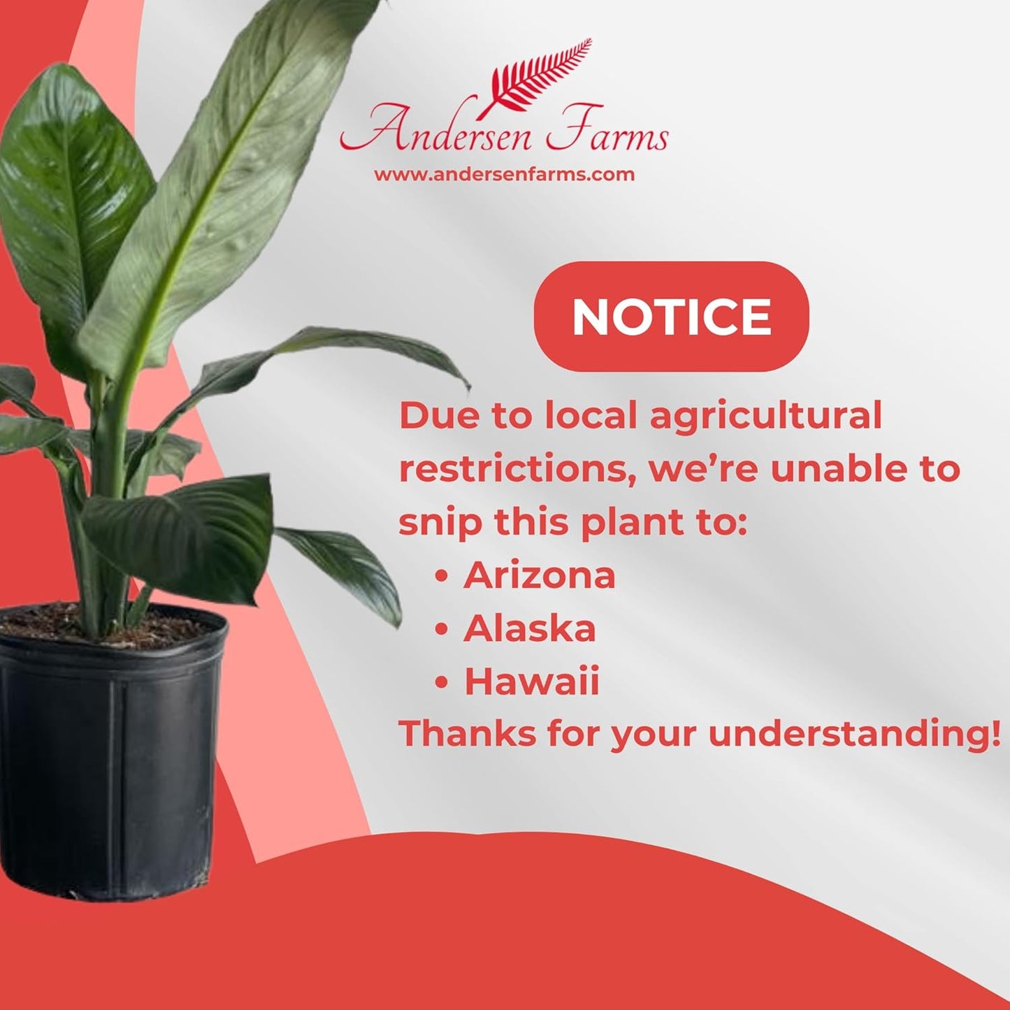 Spathiphyllum Sensation 'Peace Lily' Live Plant, Indoor/Outdoor, 10 in Grower Pot