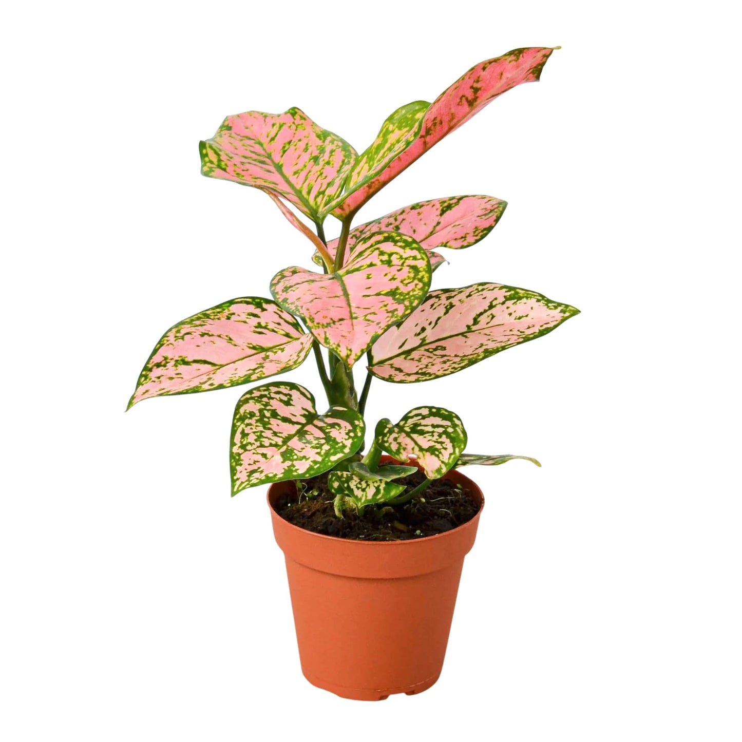 Aglaonemas (Chinese Evergreen)