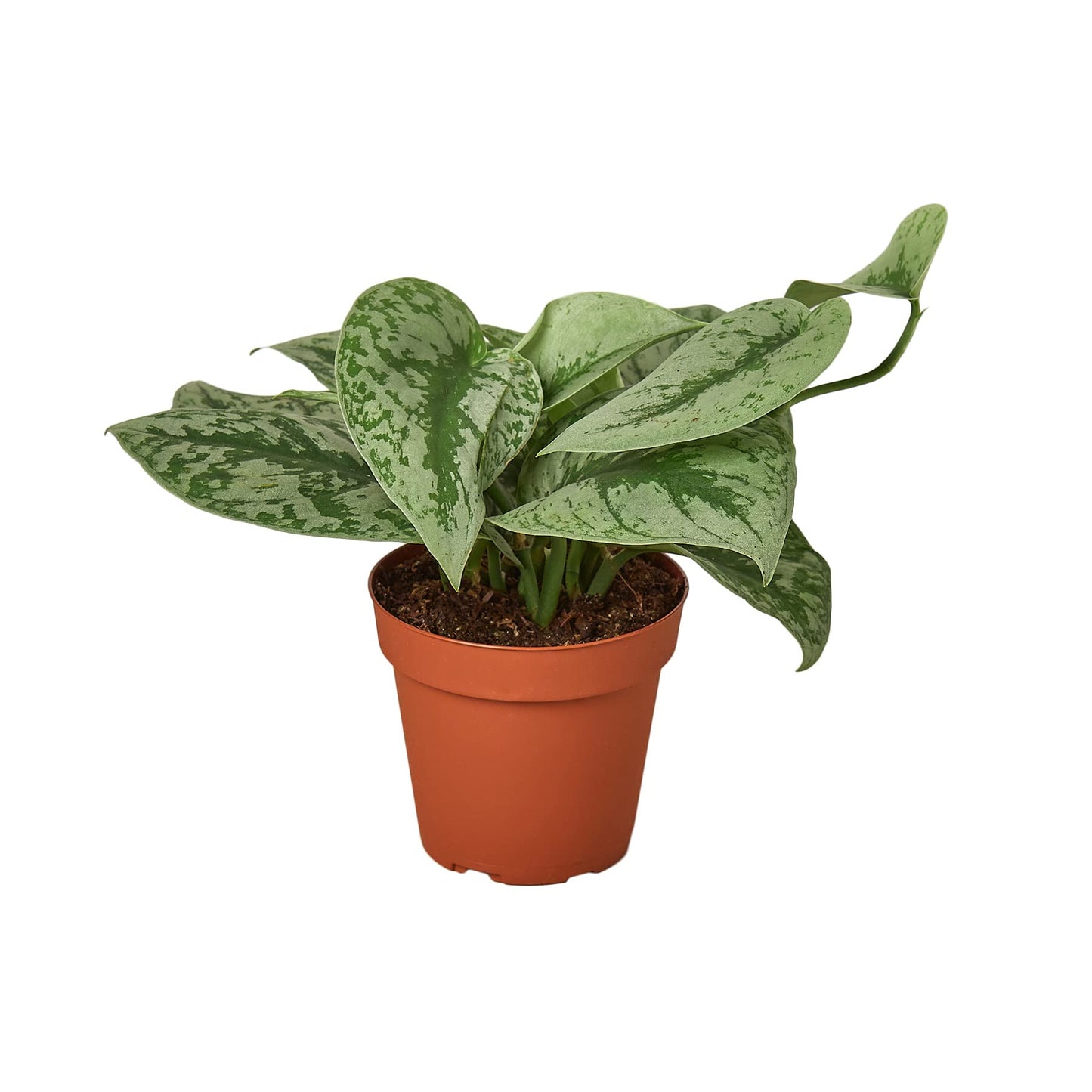Pothos