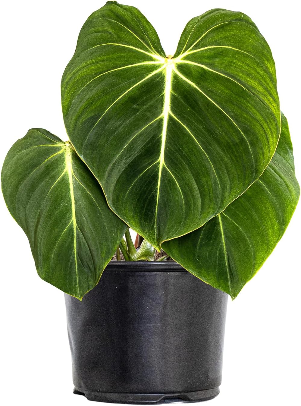 Live Philodendron Gloriosum Exotic Tropical