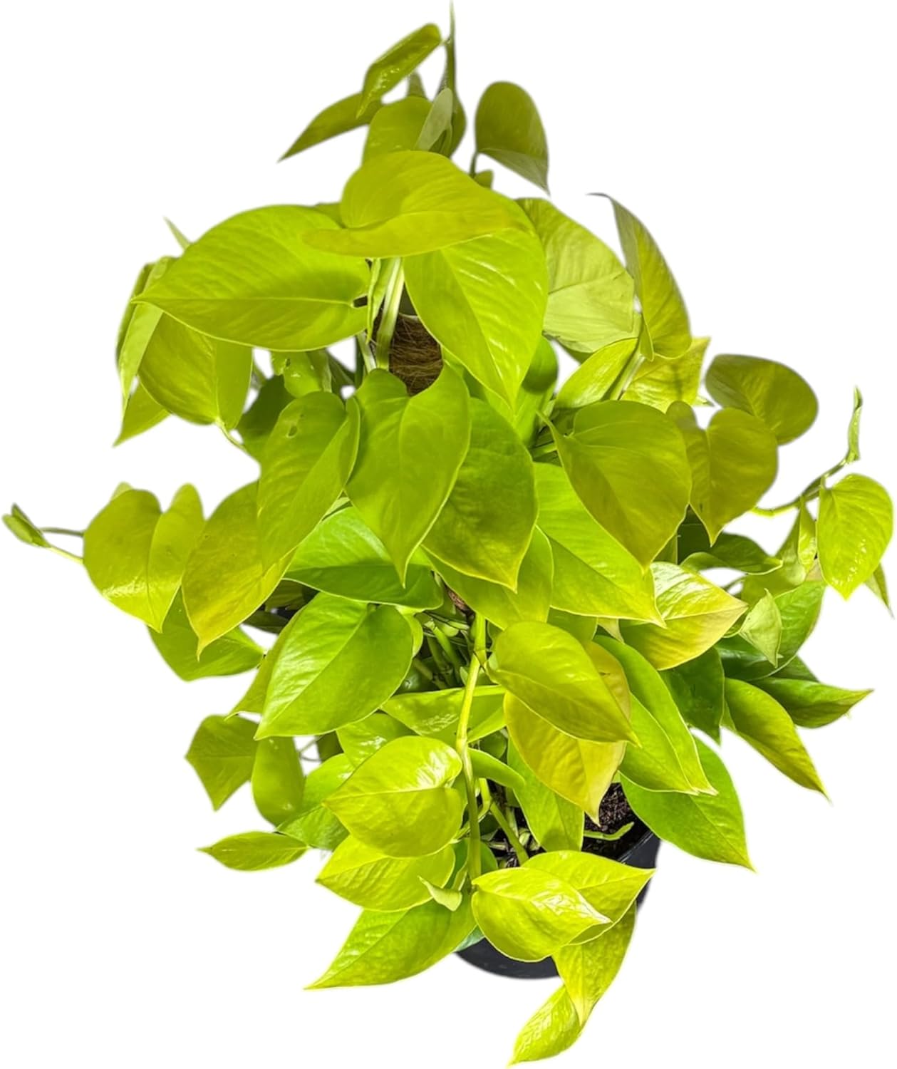Neon Pothos Totem Live Plant, Indoor/Outdoor, 10-inch Grower Pot