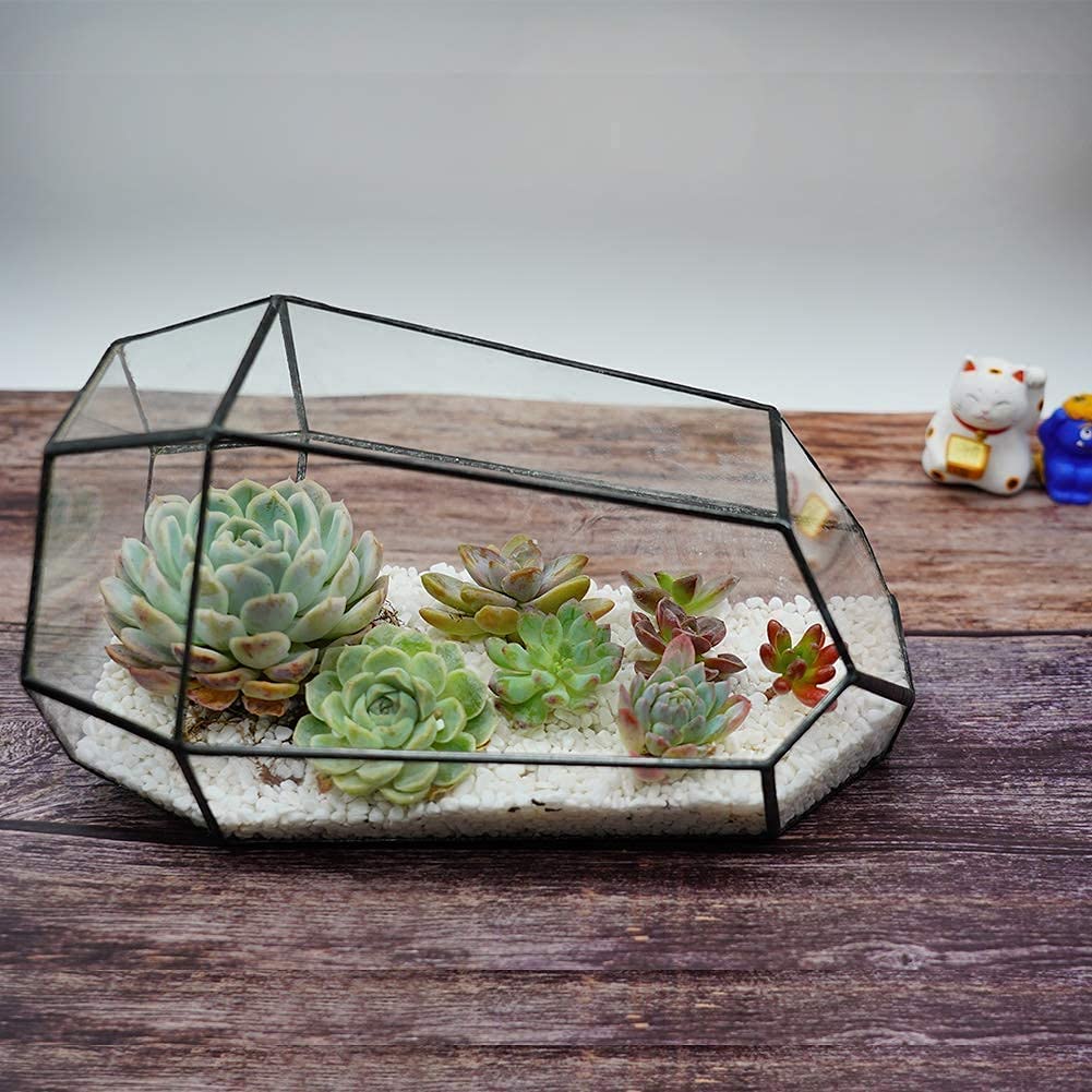 Glass Terrarium with Lid