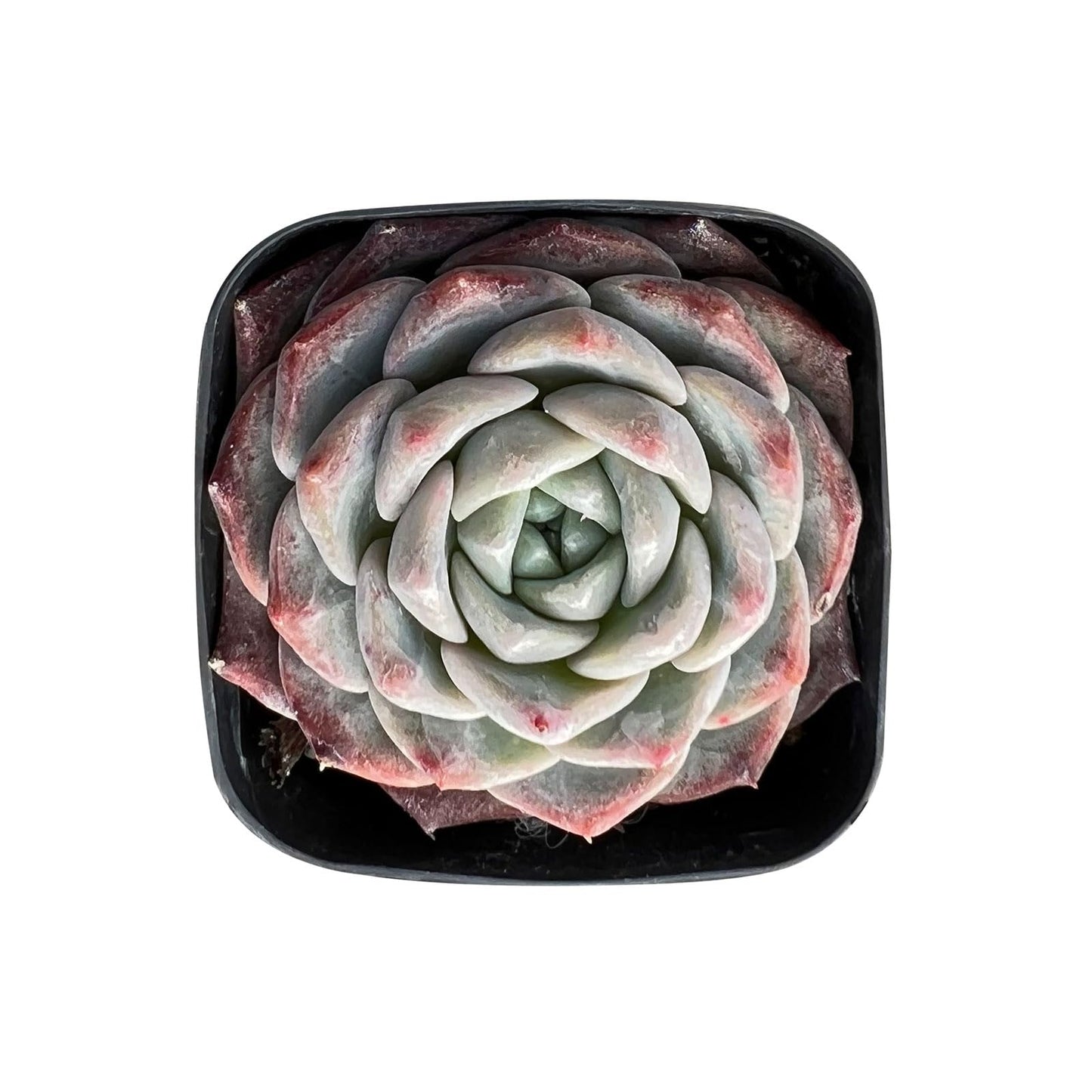 Sprout N Green Echeveria Minima, 1 Live Mini Succulent Plant Fully Rooted in 2 inch Starter Pot, Real House Plant for Indoor Outdoor Home Office Wedding Decoration Party Favor