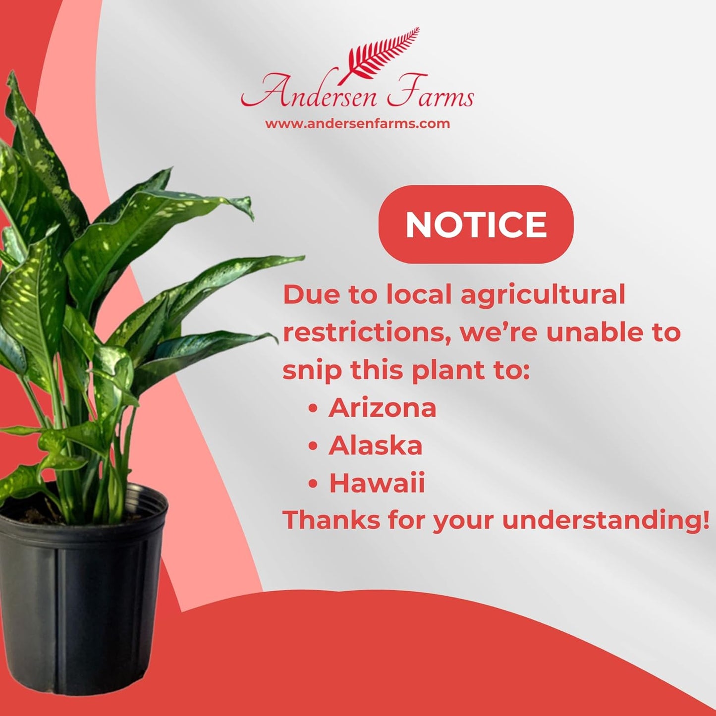 Dieffenbachia Panther Live Plant Indoor/Outdoor in 10 in Grower Pot, Green, White