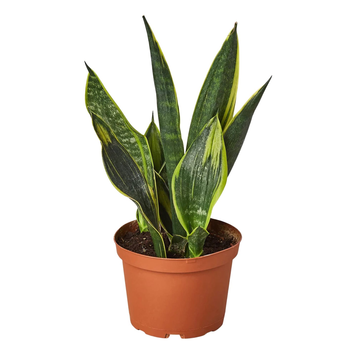 Snake Plants
