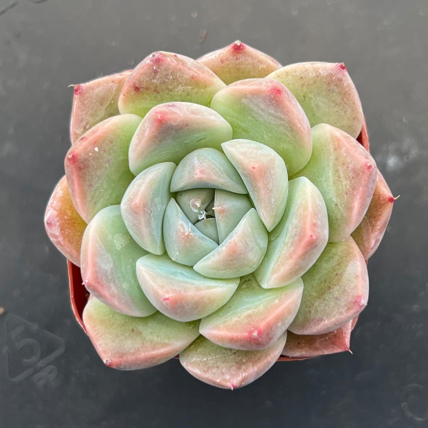 Lithops & Succulent Collection