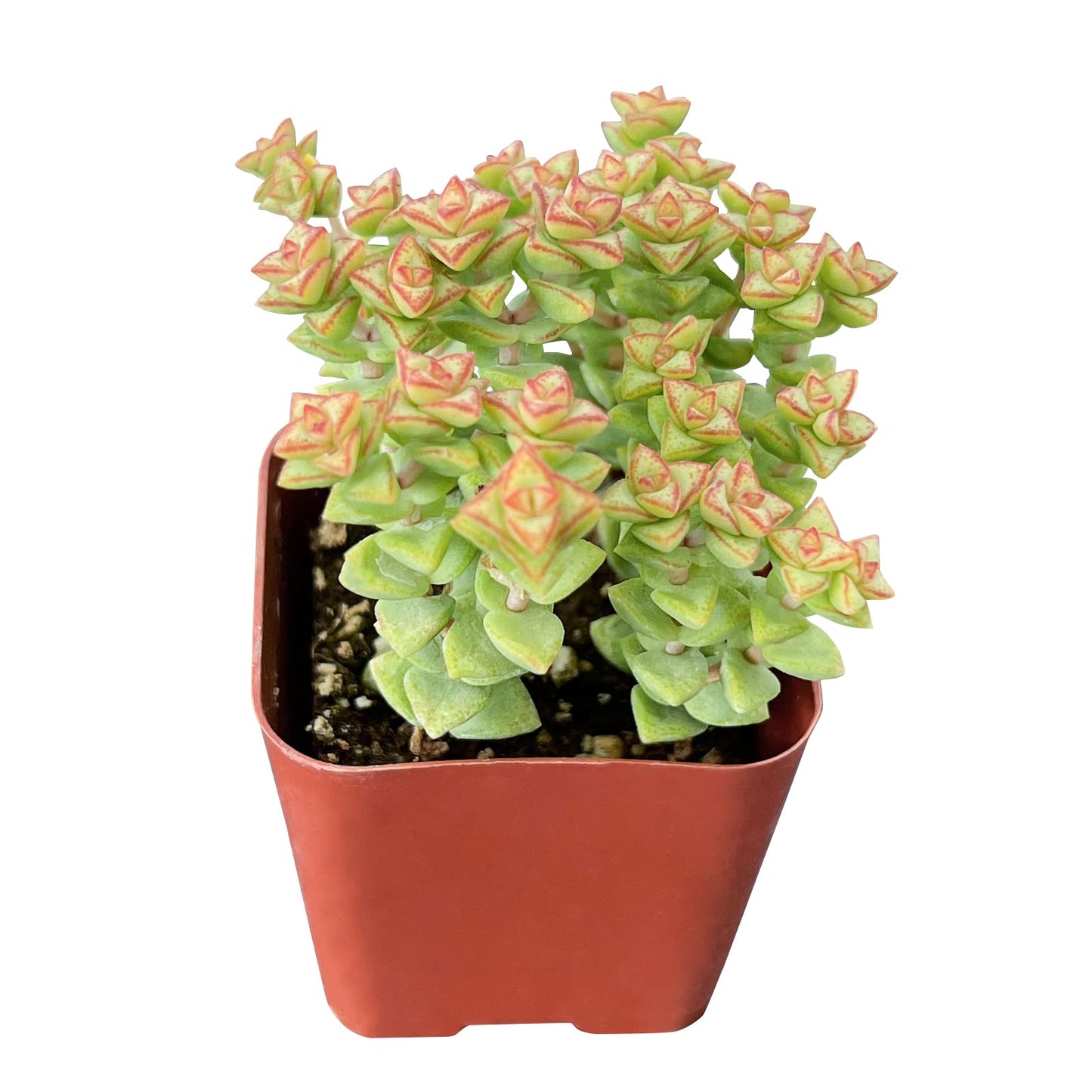 Lithops & Succulent Collection