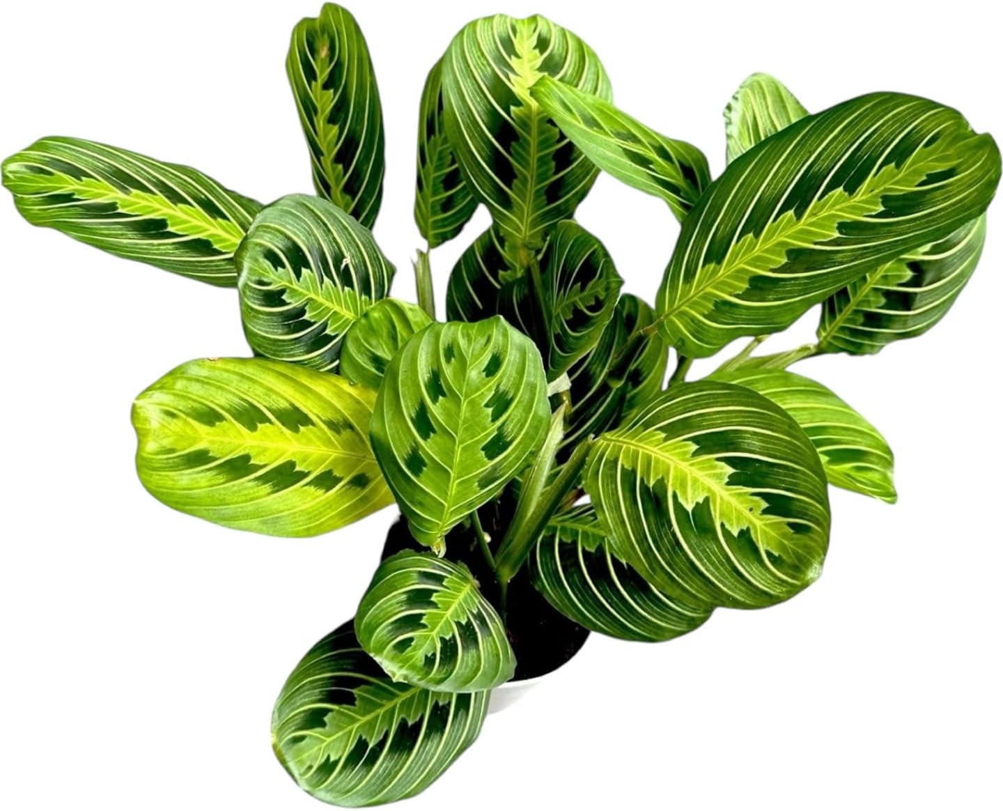 Lemon Lime Prayer Plant Maranta