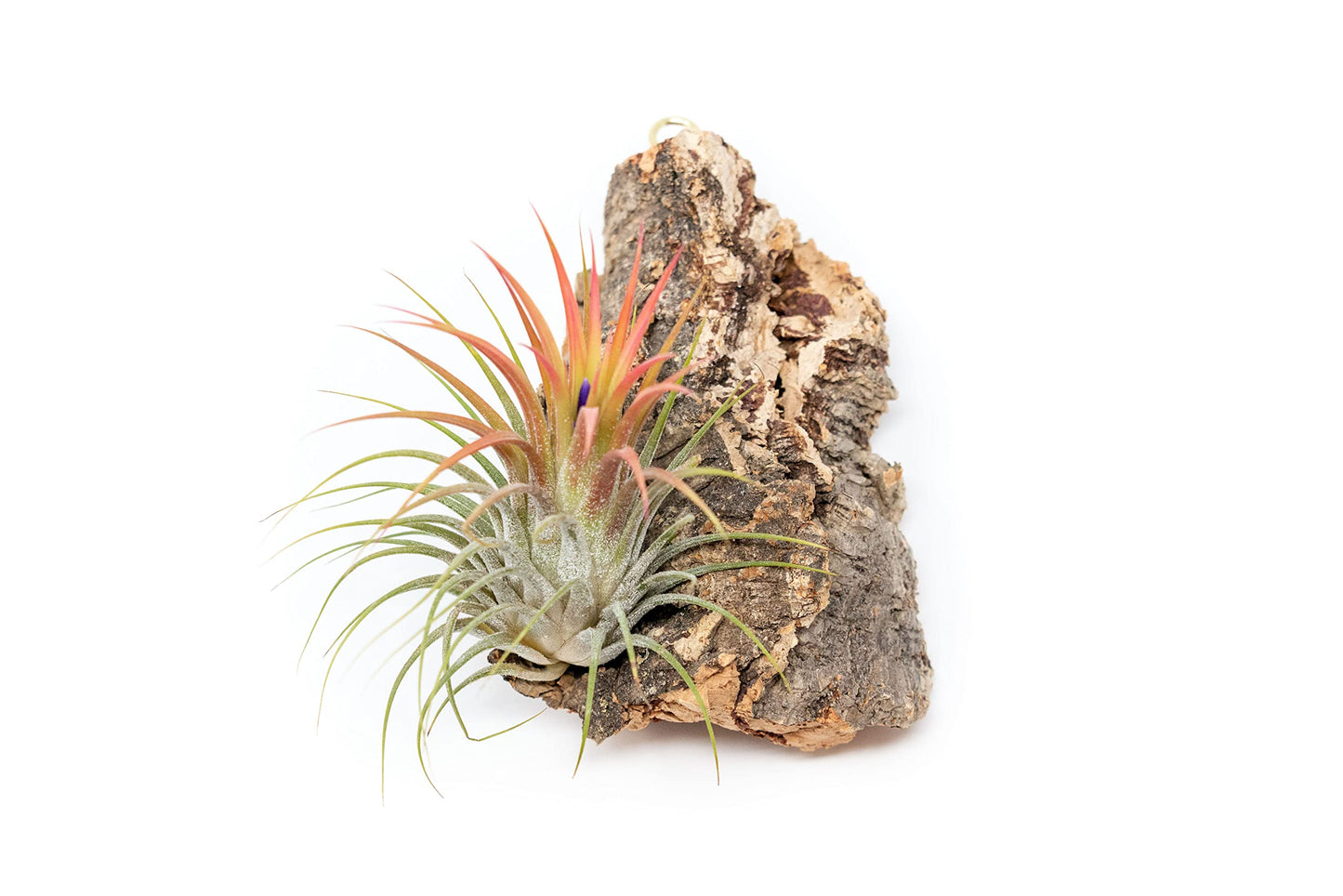 DIY Natural Cork Bark with Air Plants Kit