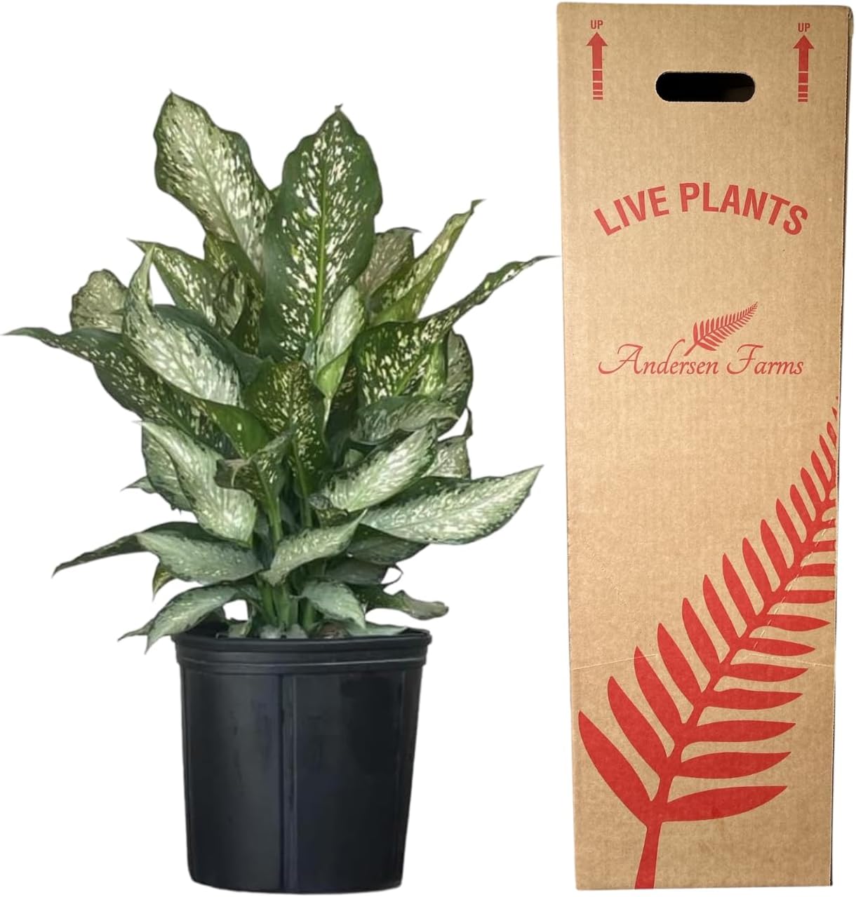 Dieffenbachia Tiki Live Houseplant Ideal for Home and Office Decor (24-28 inches Tall) in 10 inch Grower Pot