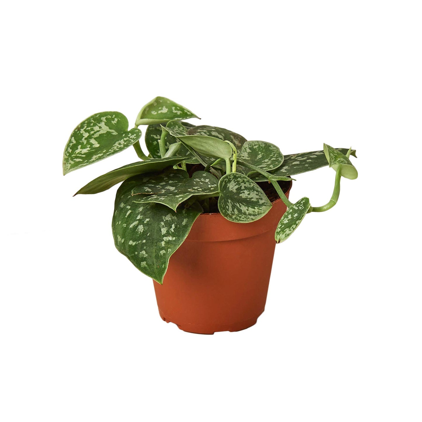 Pothos