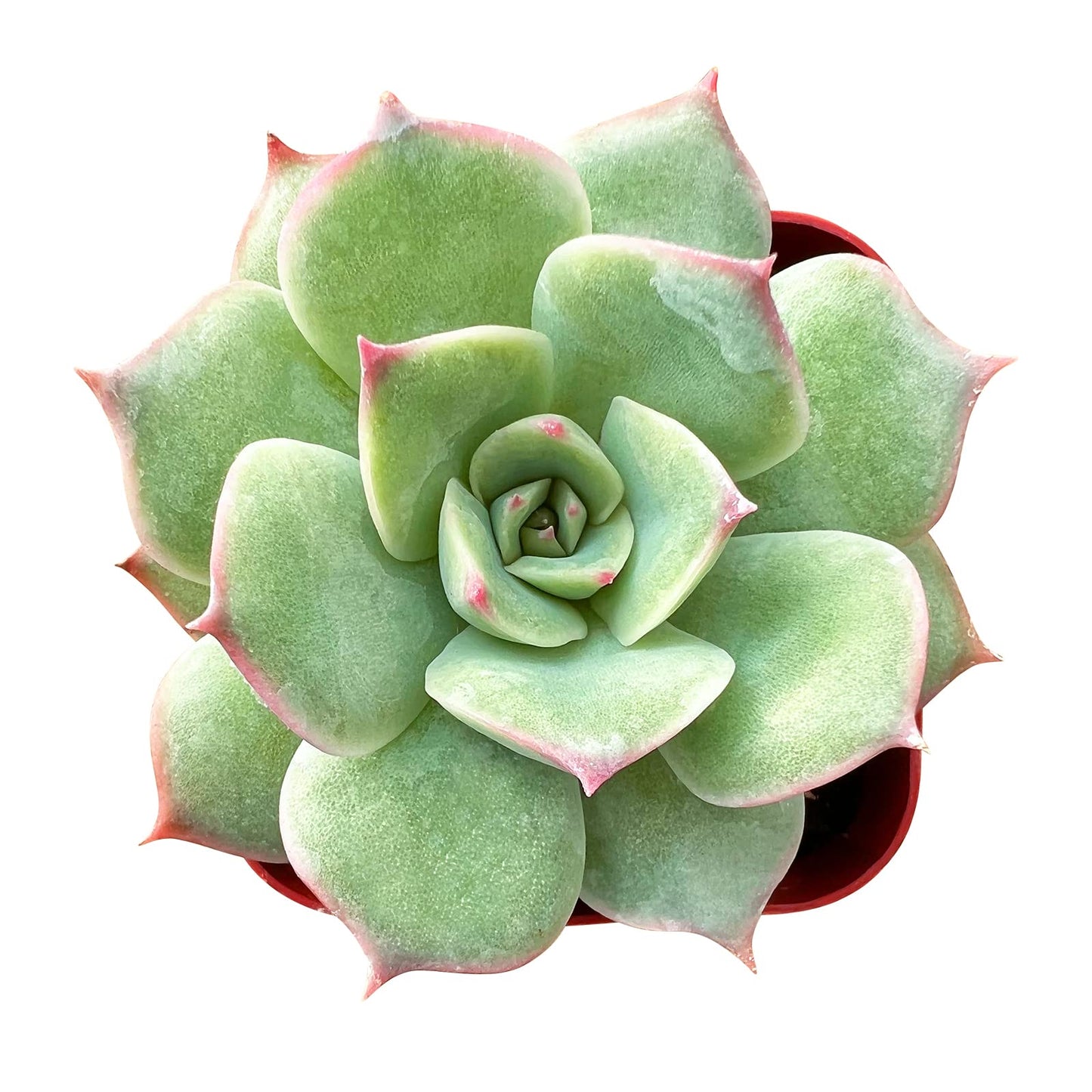 Sprout N Green Echeveria Minima, 1 Live Mini Succulent Plant Fully Rooted in 2 inch Starter Pot, Real House Plant for Indoor Outdoor Home Office Wedding Decoration Party Favor